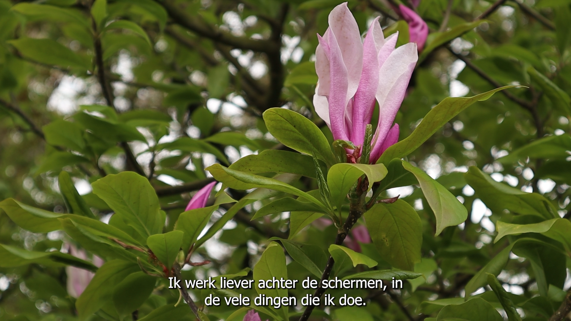 bloem.png