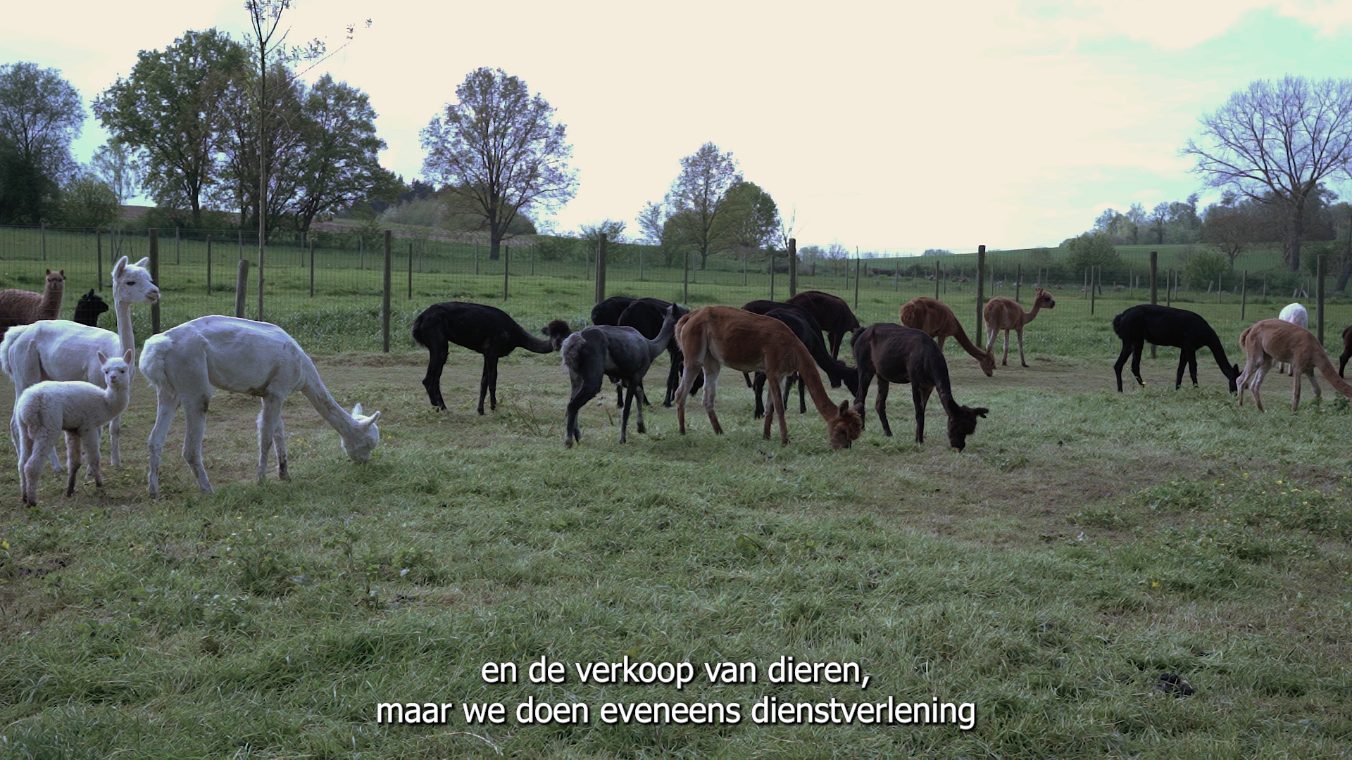 alpaca weide.png