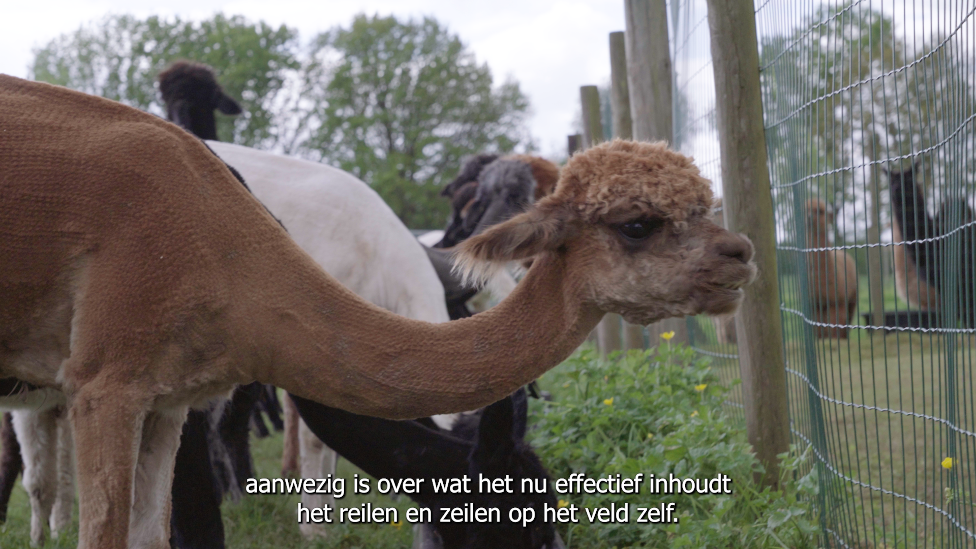 brown alpaca.png