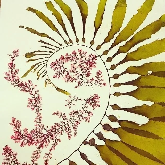 Herbal Beauty Consultation