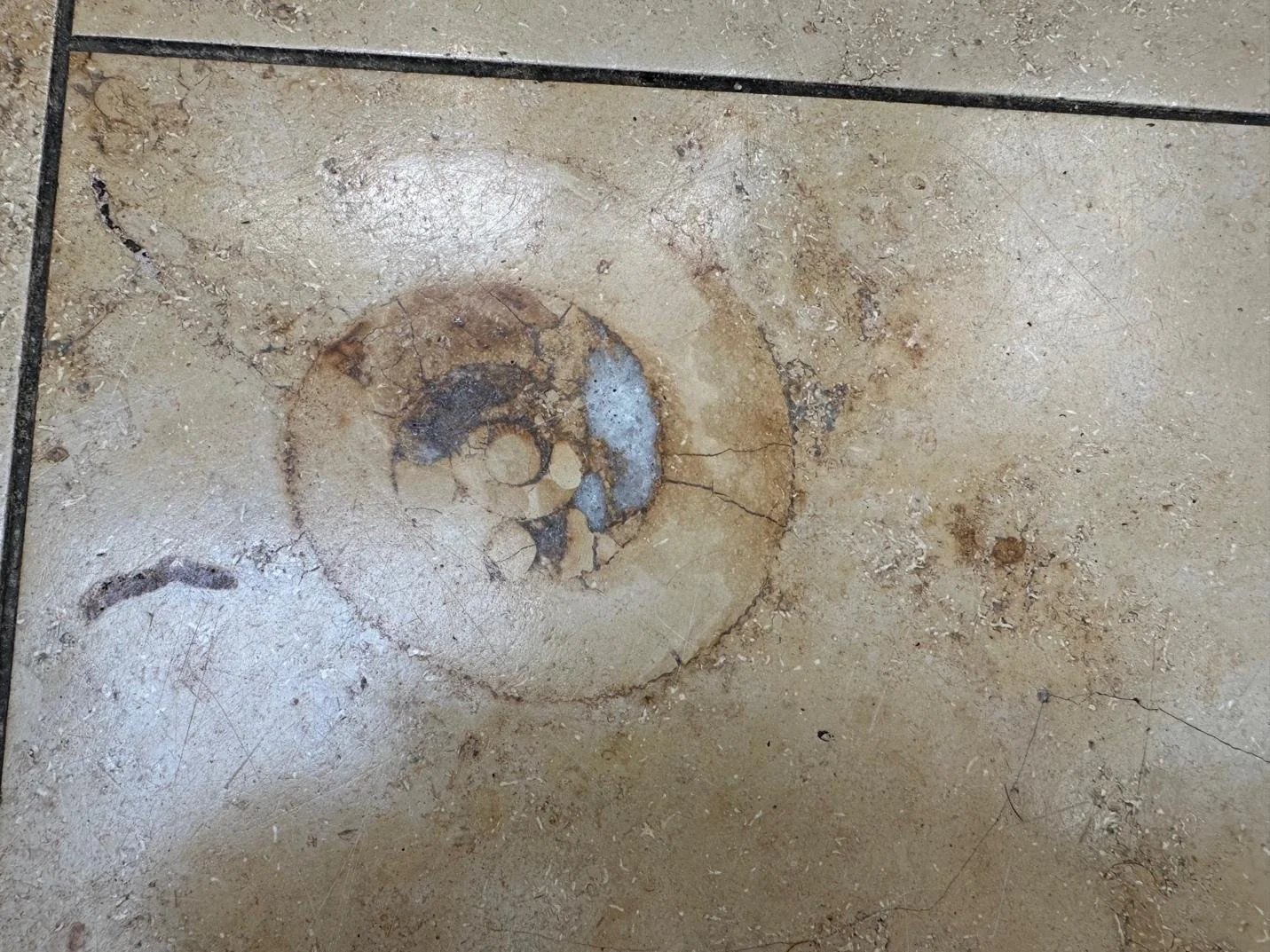 Fossils Beneath Your Feet