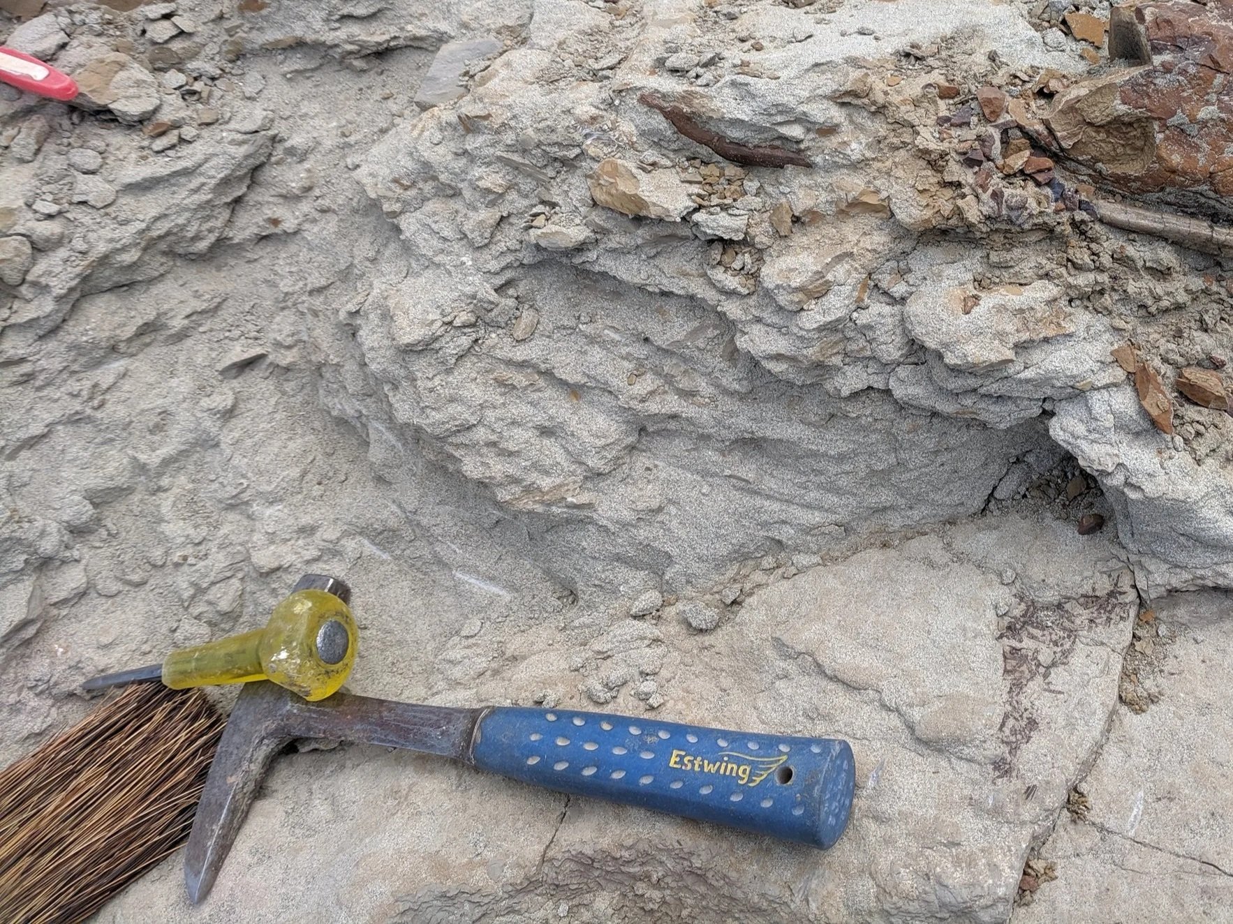 Northwest Paleontology - Get Ready to Hunt for Fossils