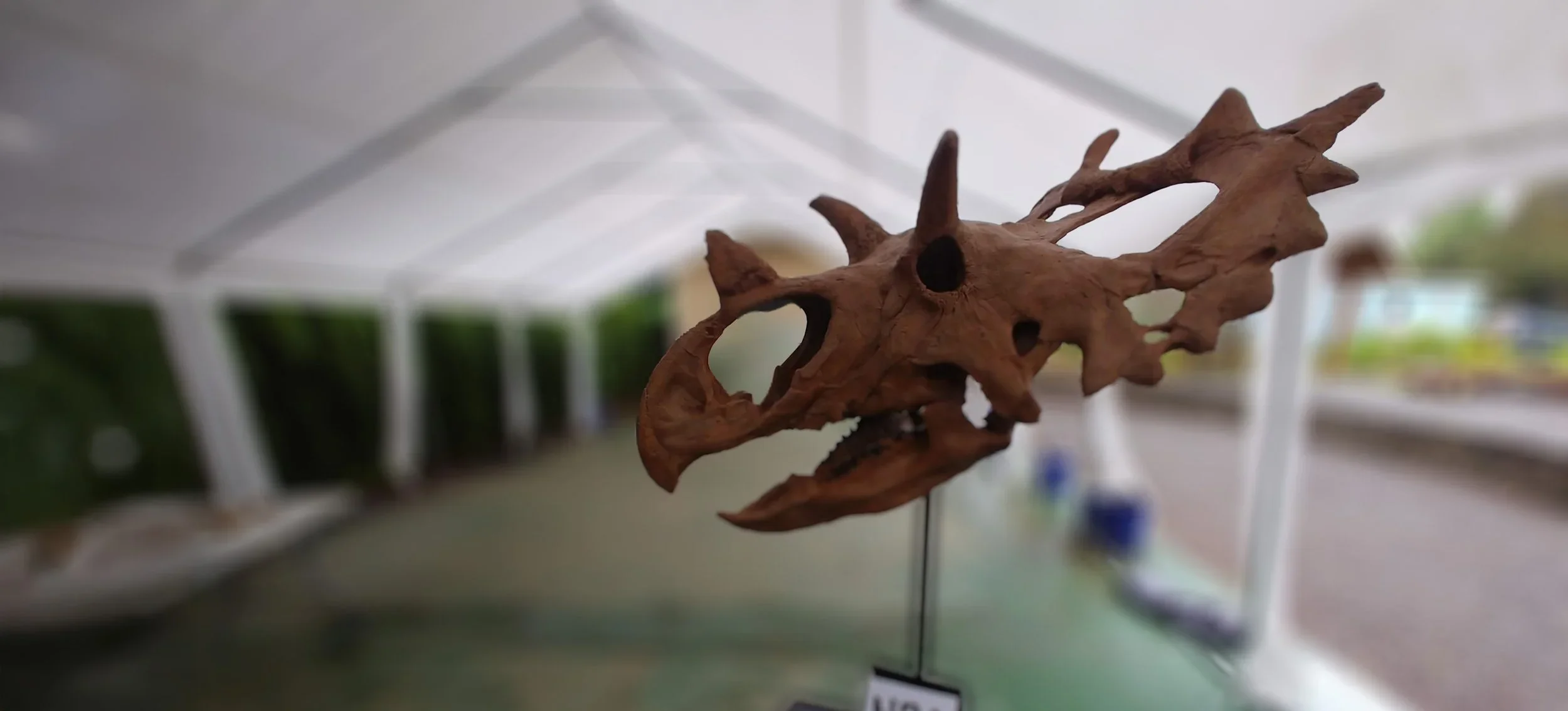 Dino Fest at the Burke Museum