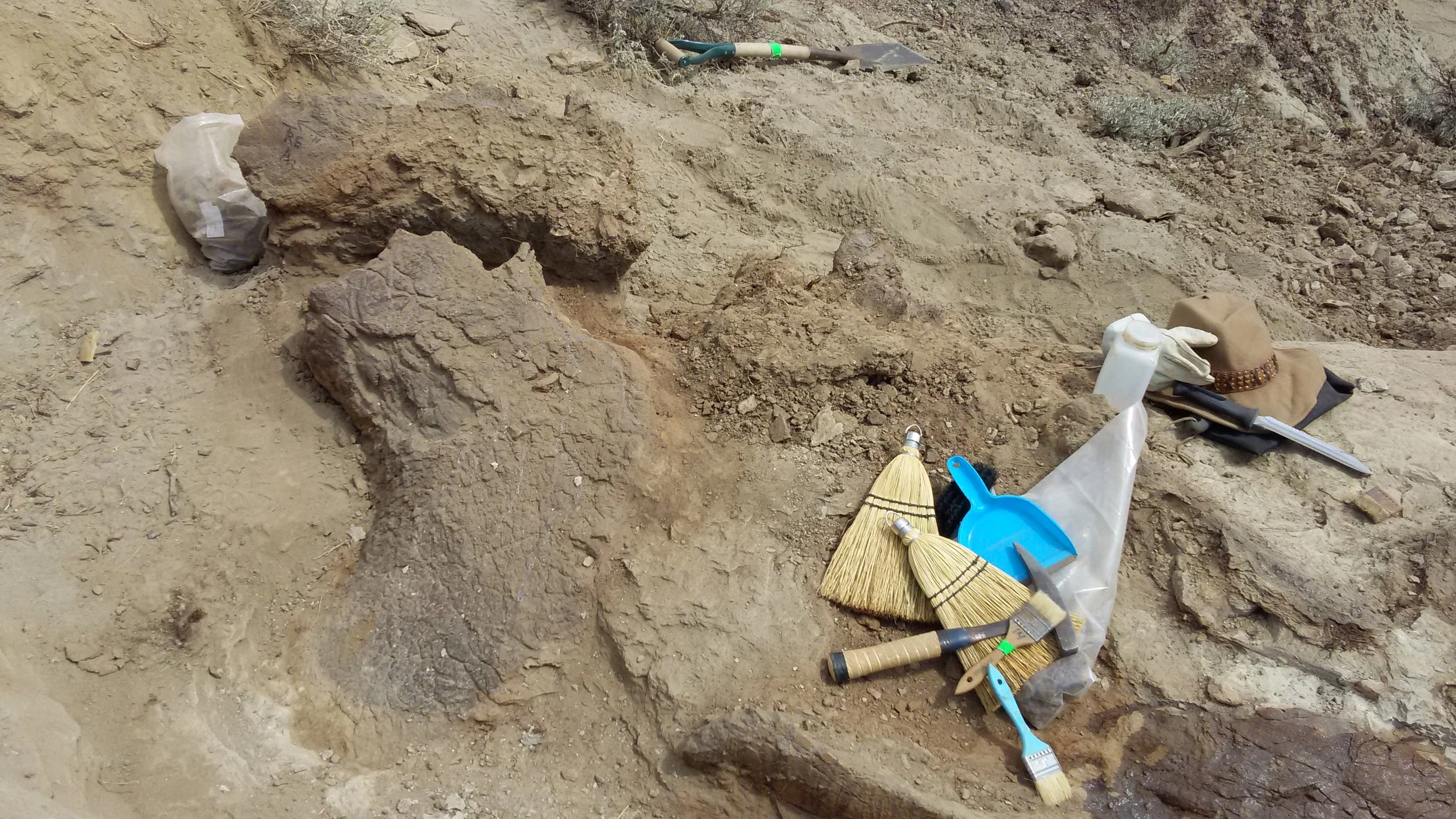 Explore and Experience Paleontology