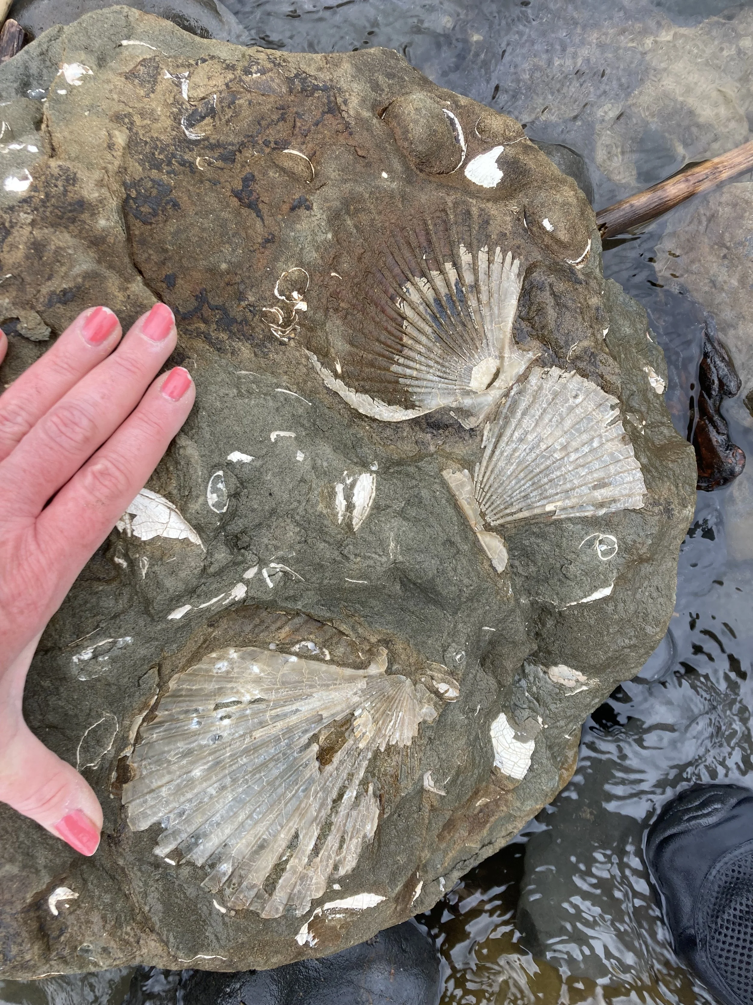 Northwest Paleontological Association | Explore Paleontology—Join Us Today