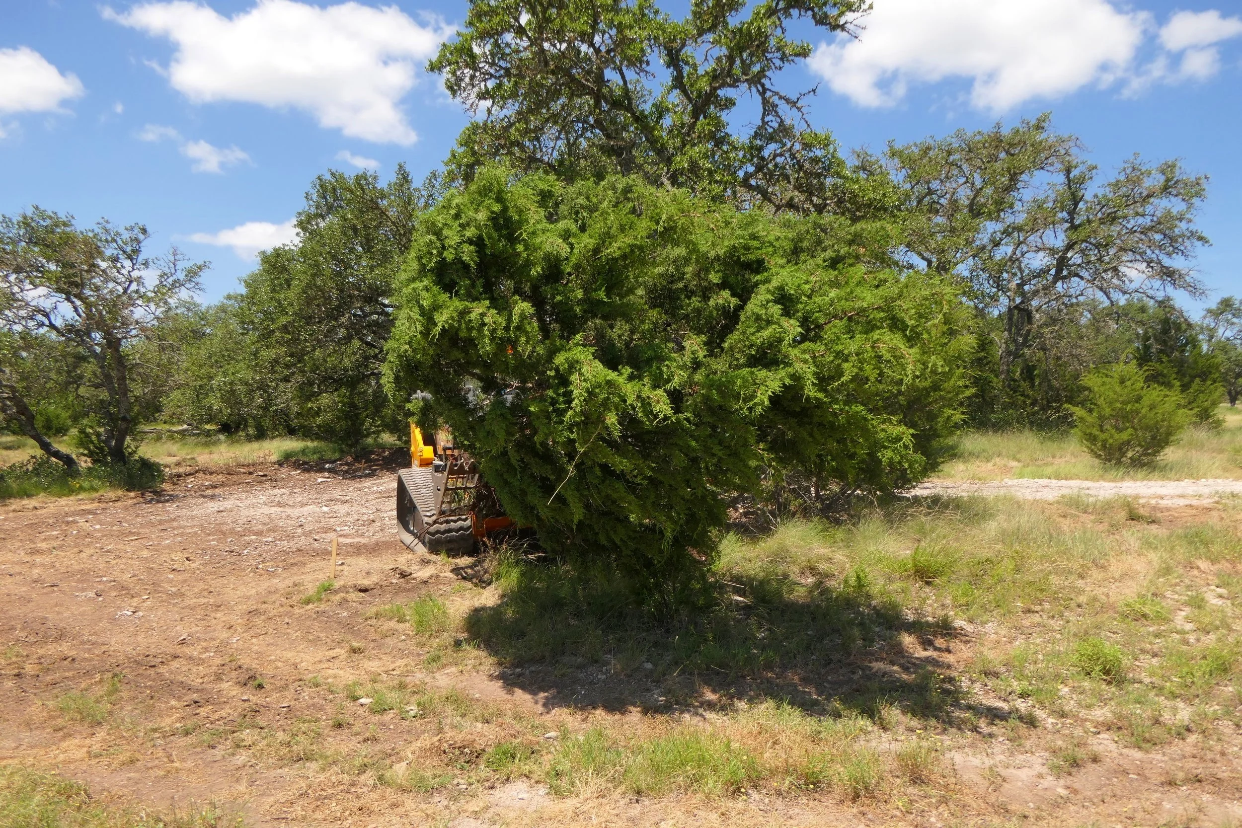 A small bulldozer cutting a bush in a dry, open field surrounded by other trees under a blue sky with scattered clouds.