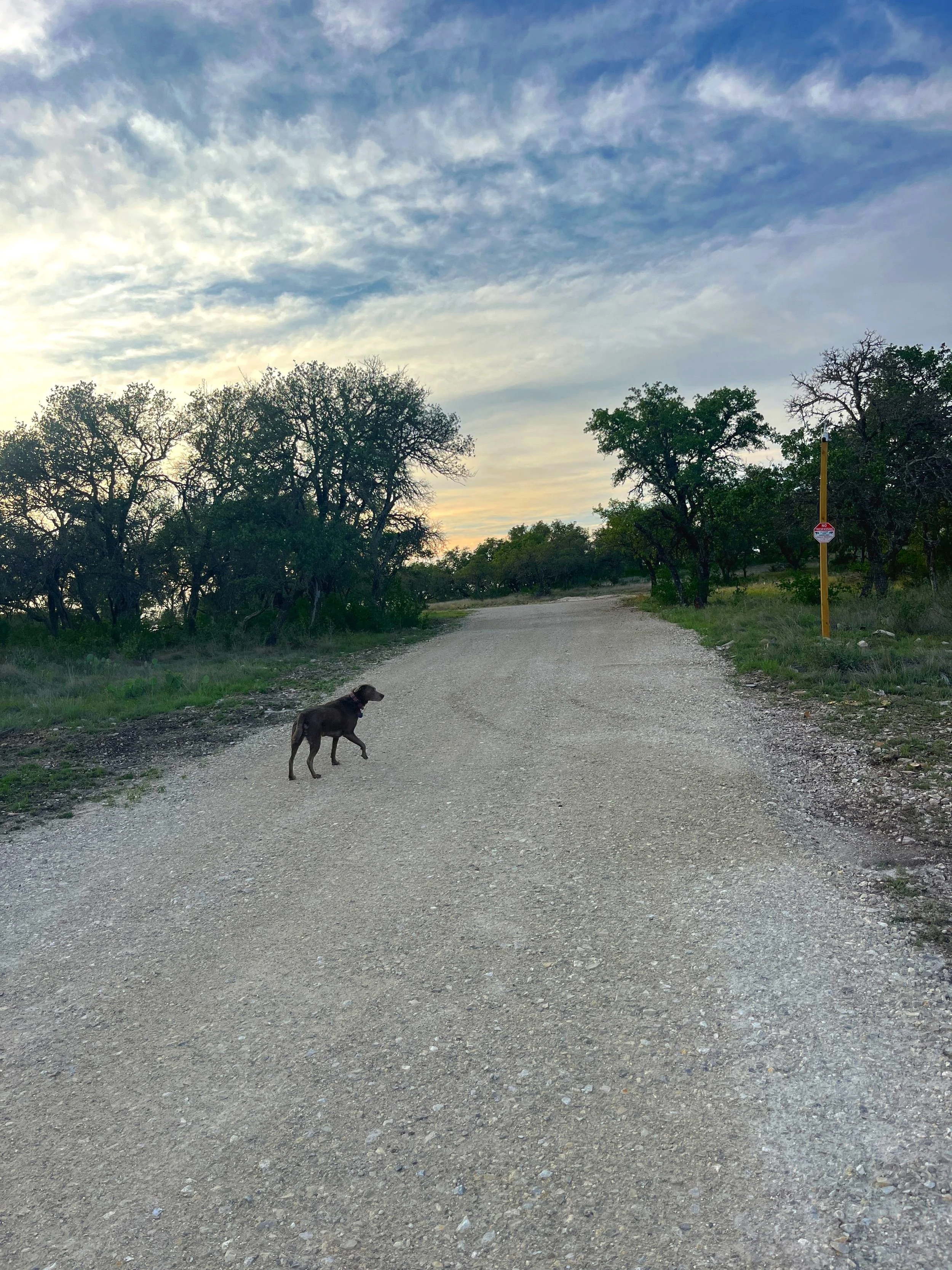 A dirt road surrounded by trees under a partly cloudy sky with a dog standing on the road.