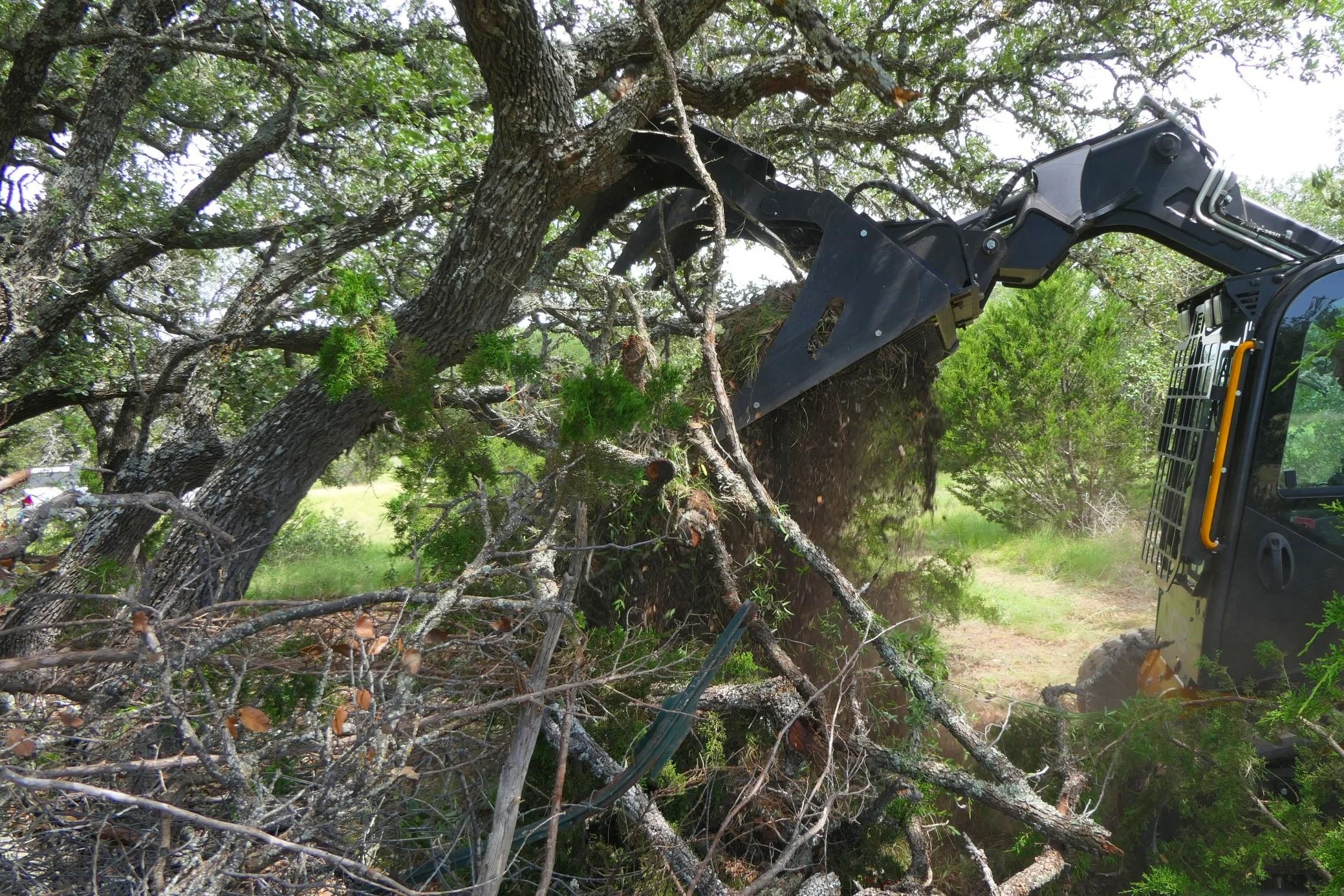 A hydraulic forestry machine cutting and clearing a large tree with many branches.