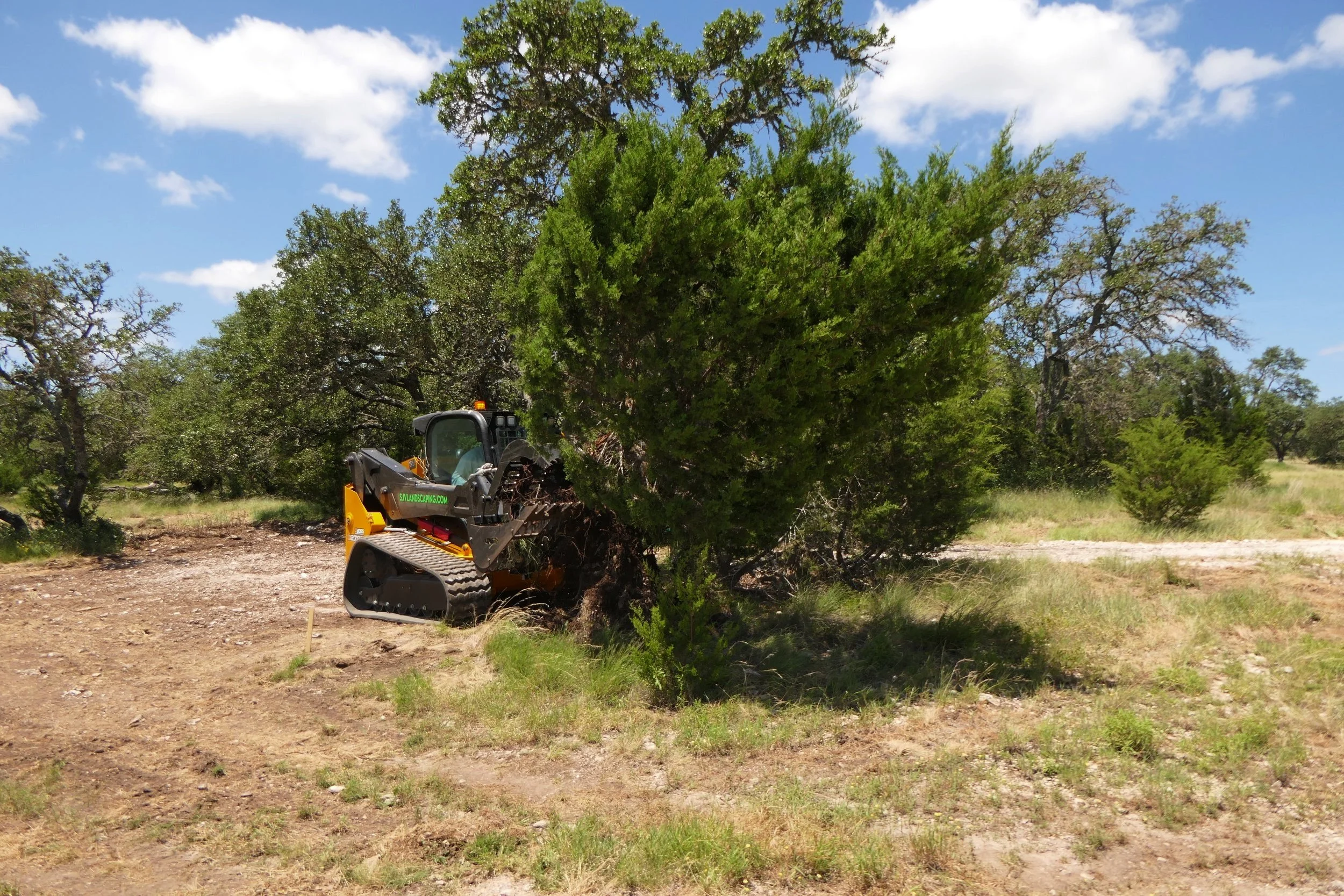 A small construction vehicle trimming a large tree in a grassy, semi-arid area with other trees and blue sky in the background.