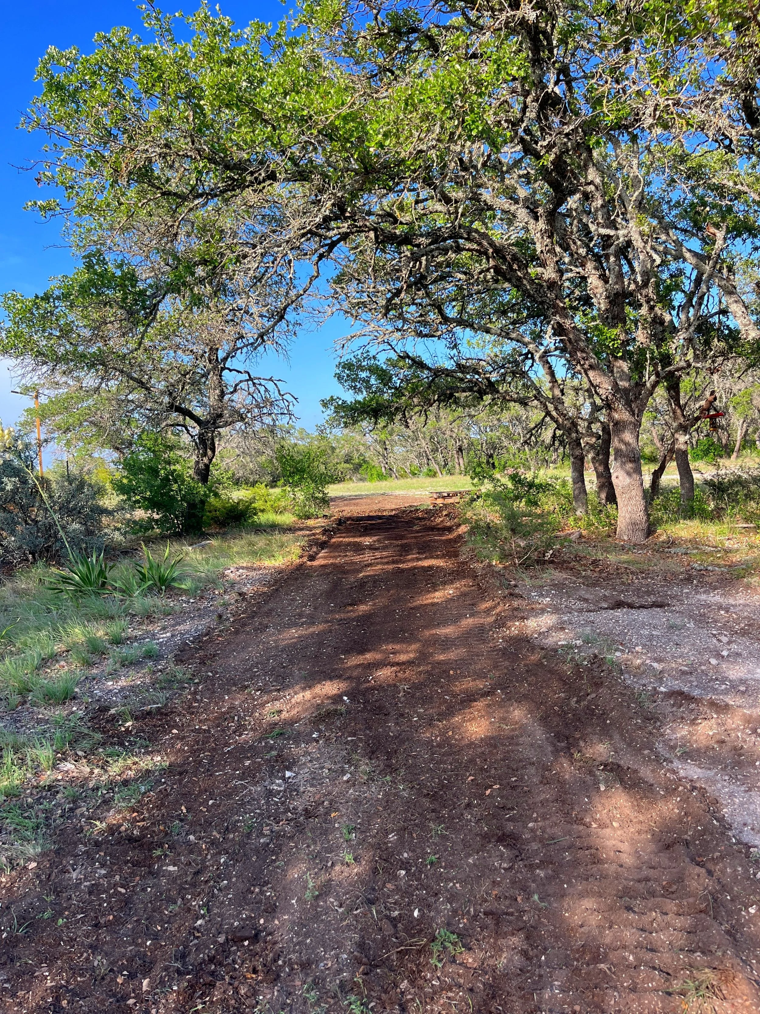 A dirt trail surrounded by trees with green leaves and some bare branches, under a clear blue sky.