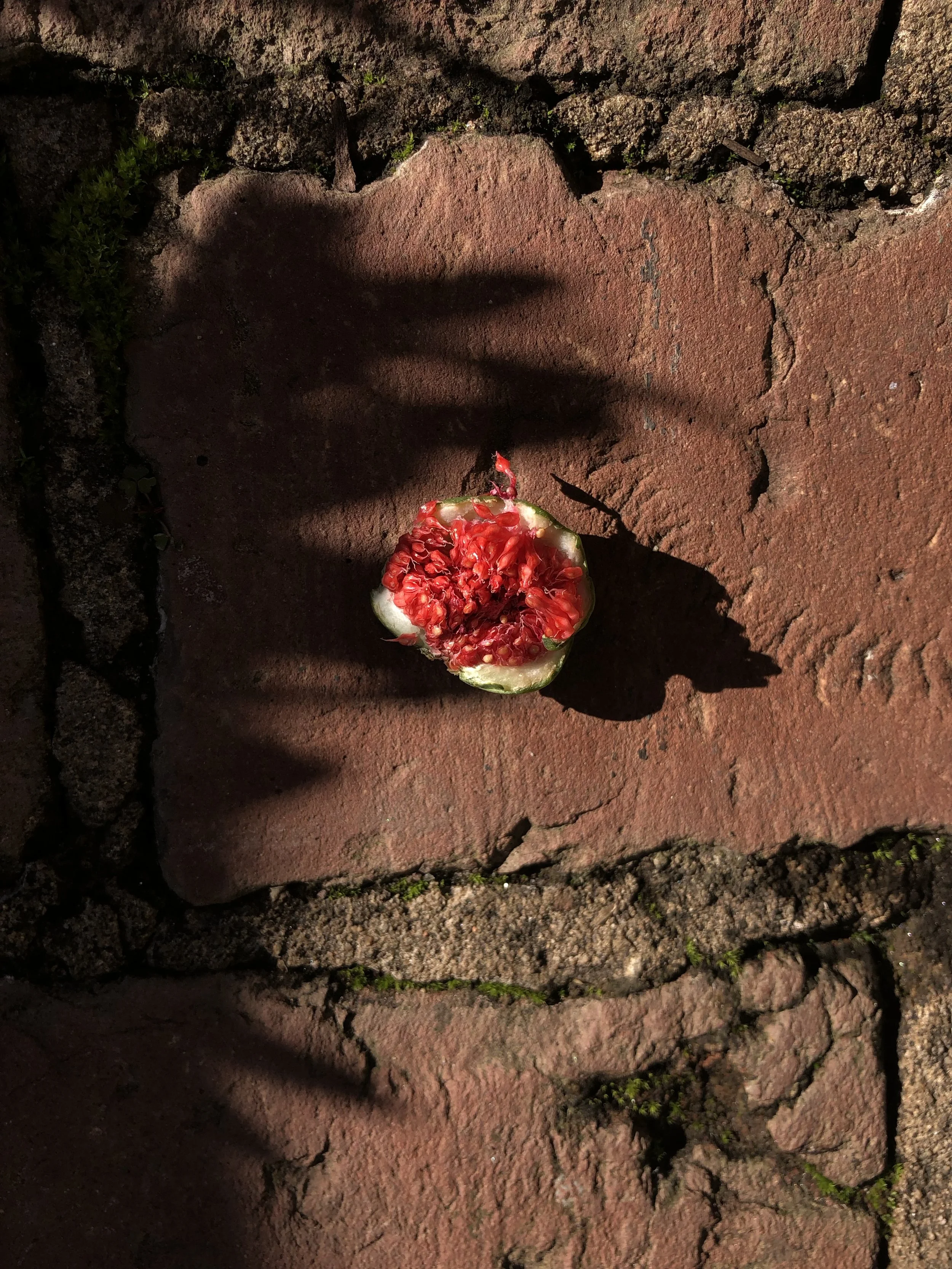 Half of a red fruit with red seeds on a red brick surface, casting shadows from surrounding objects.