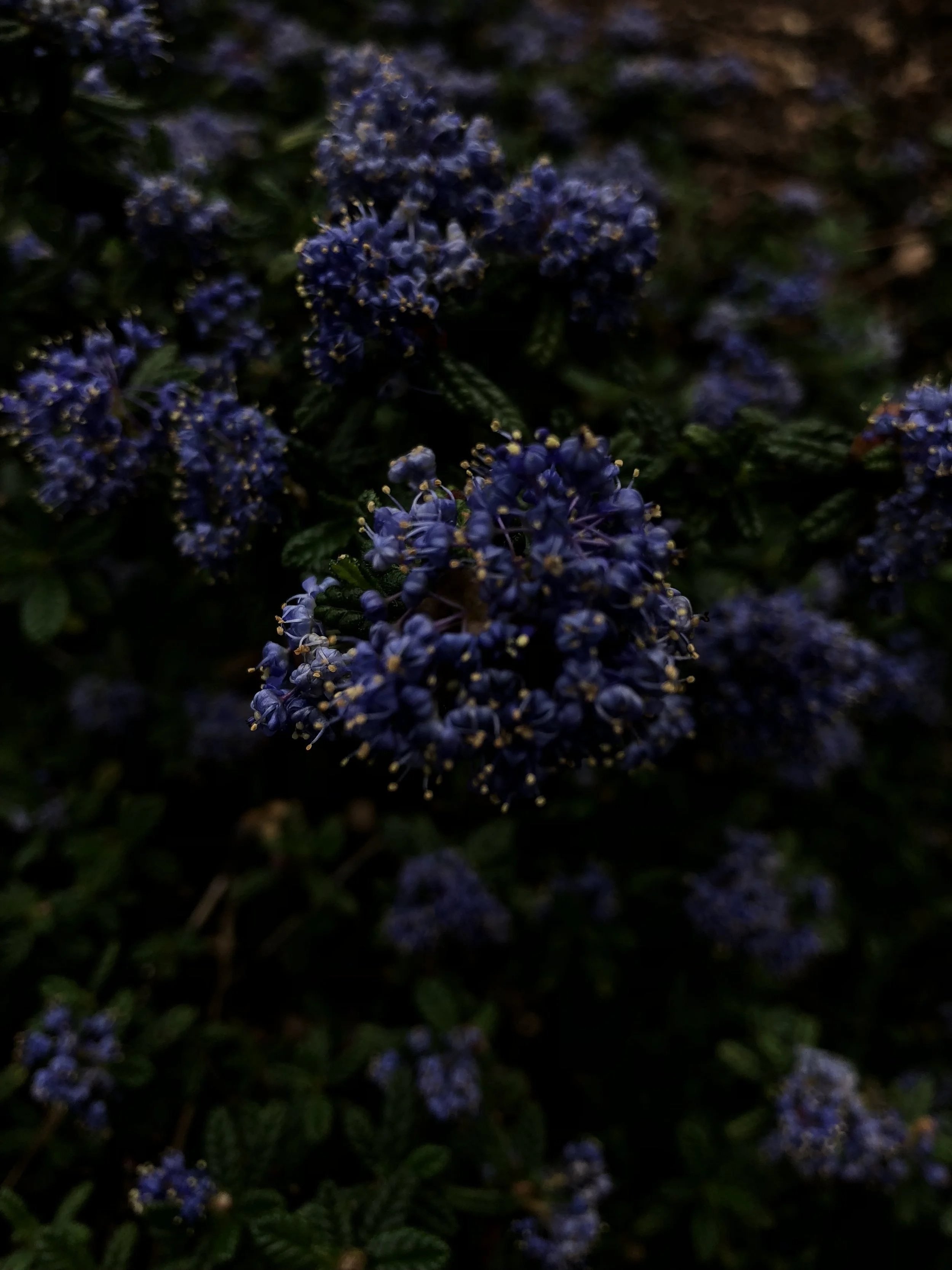 Close-up of dark blue flowering plant with small yellow pollen-covered stamens.