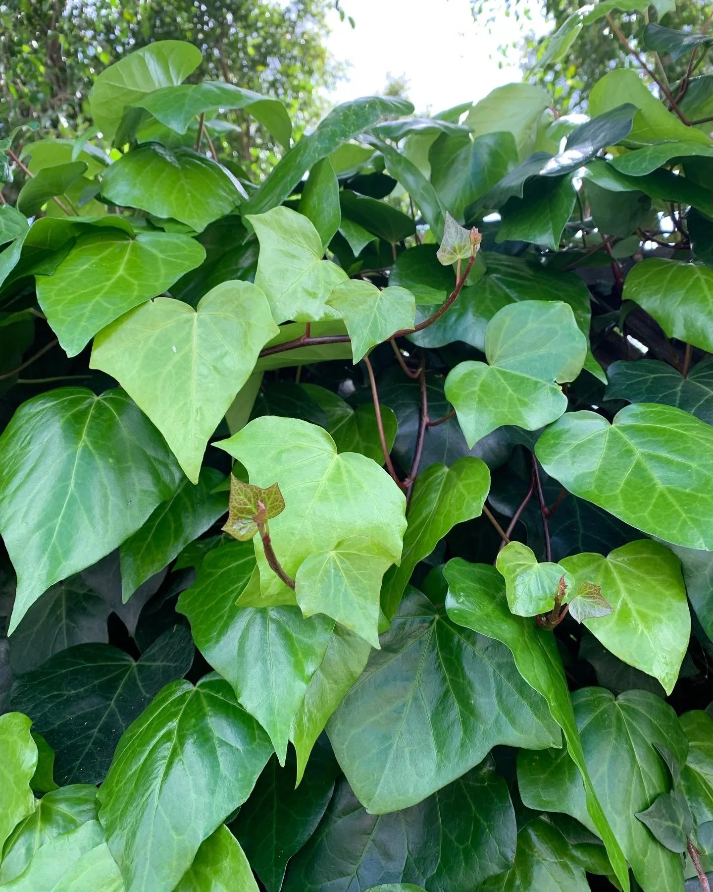 Image of vining green leaves.