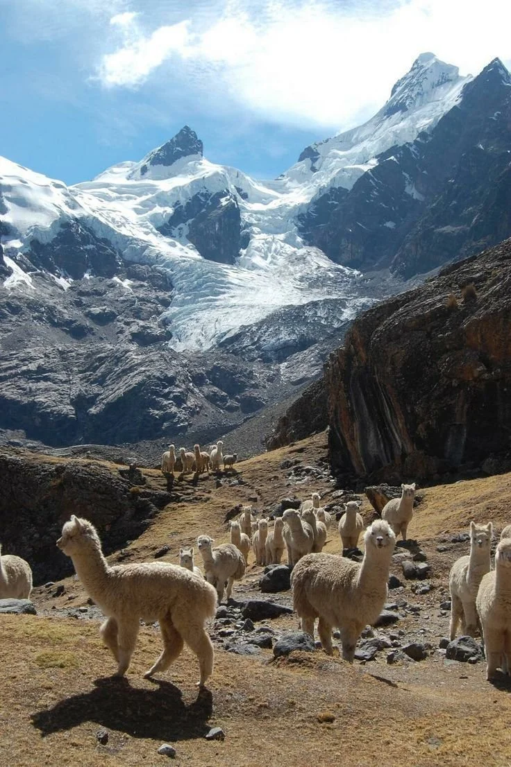 A herd of llamas in a mountainous landscape with snow-capped peaks and glaciers in the background.
