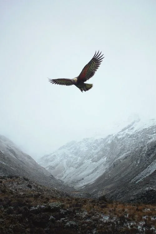 A bird of prey flying over snow-covered mountains in a cloudy sky.