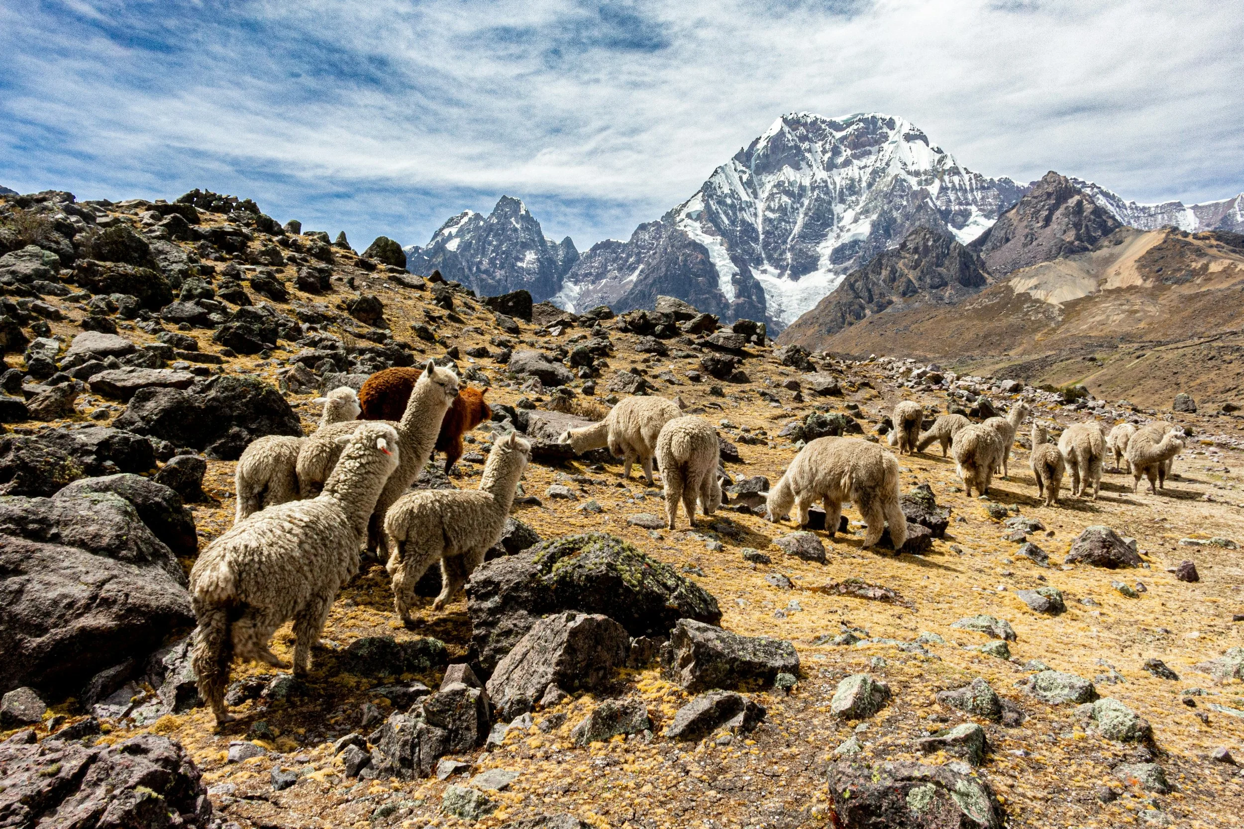 Group of llamas walking on rocky trail in mountainous landscape with snow-capped peaks in the background.