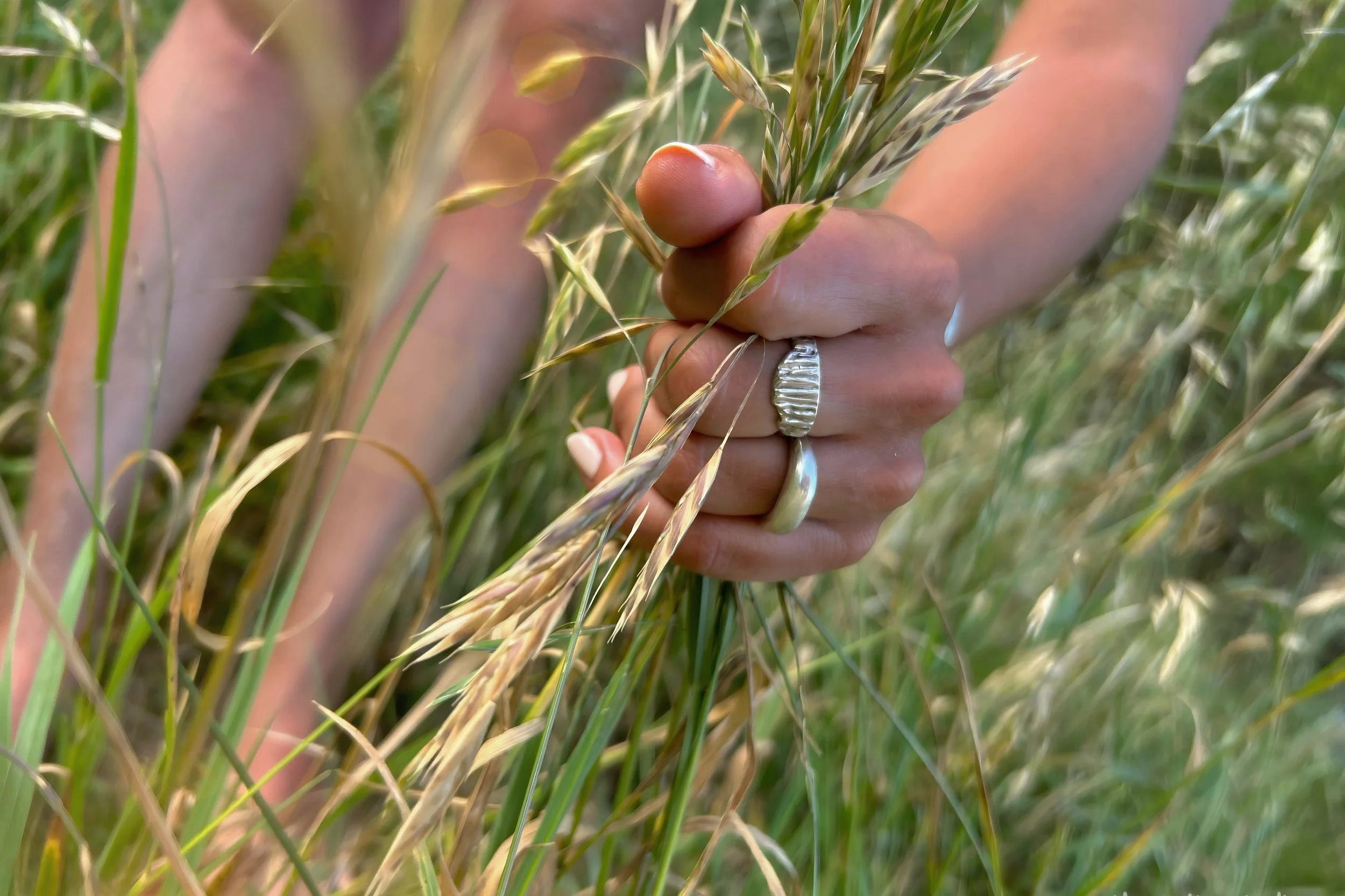 A hand with multiple rings holding a cluster of wheat in a field of wheat.