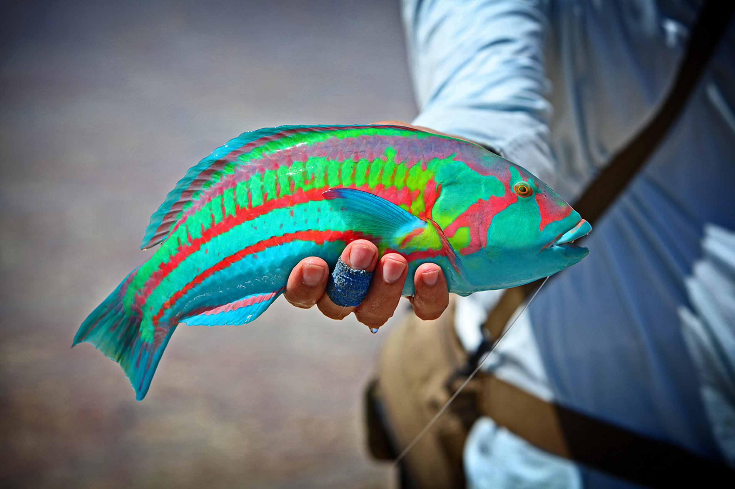 harper-wrasse.png