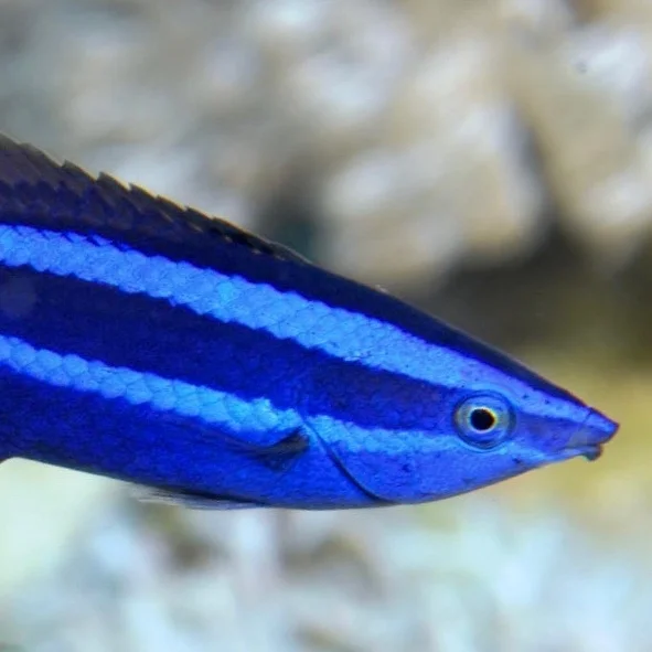 red sea cleaner wrasse.jpg