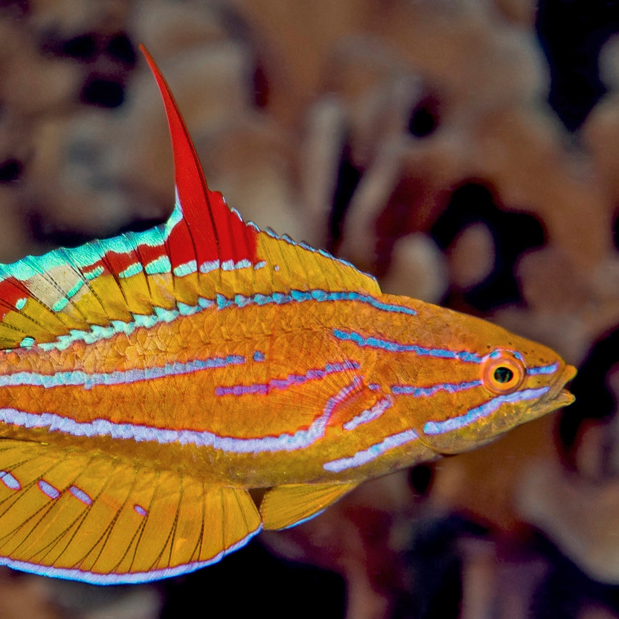 Yellowfin-Flasherwrasse-Paracheilinus-flavianalis.jpg