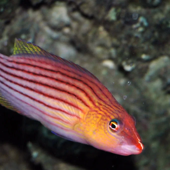 8-line-wrasse.jpg