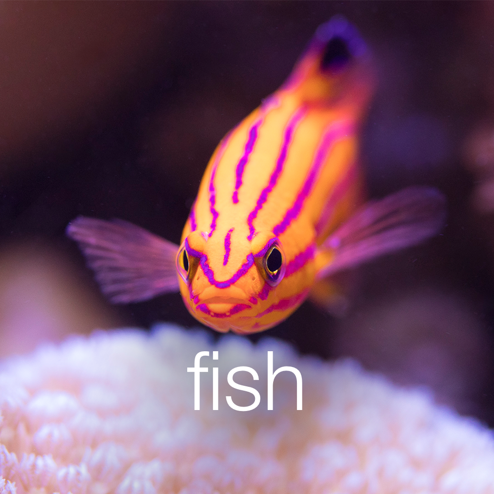 fish copy.png