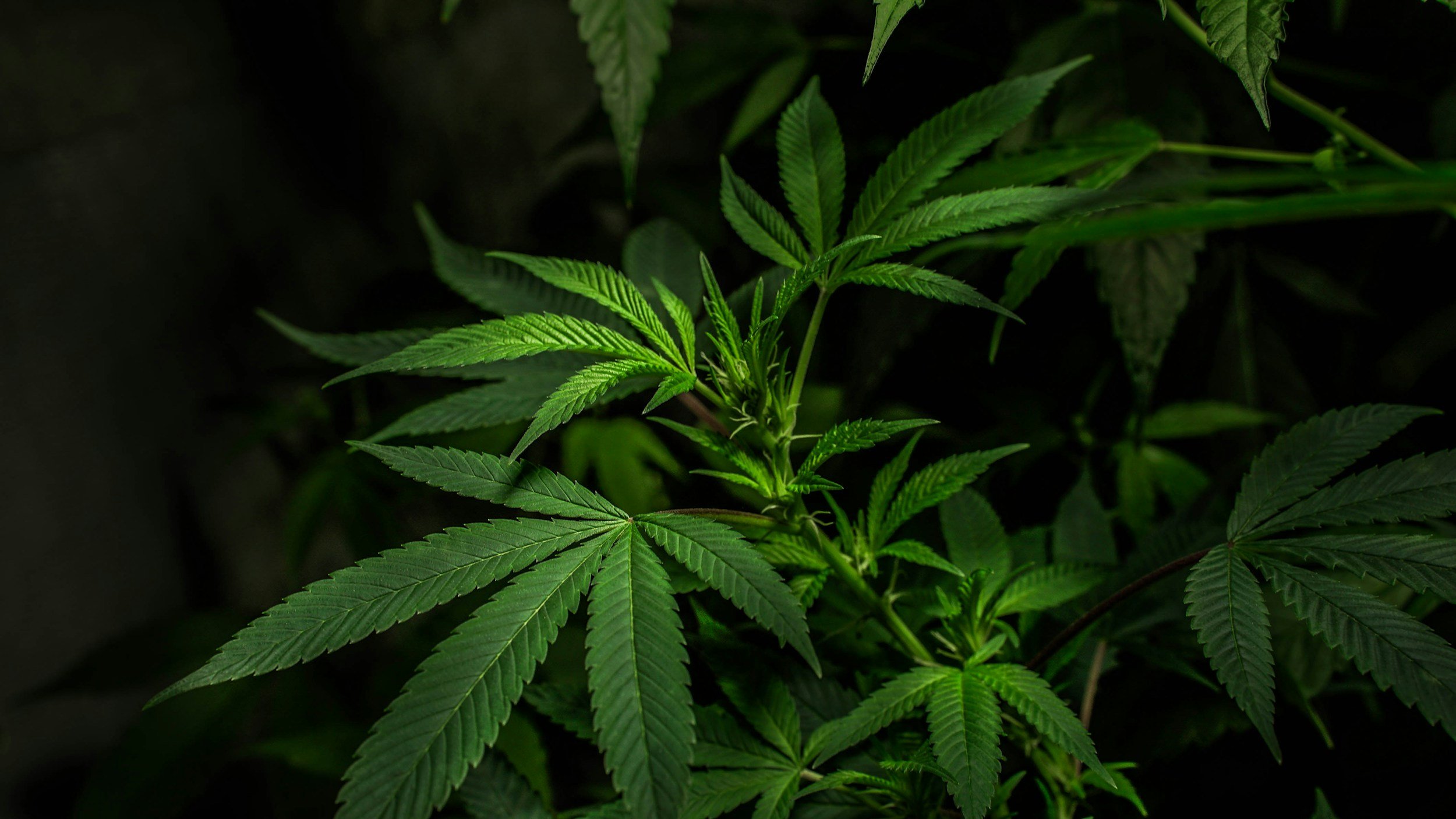 🌿 The Luxe Breakdown: Delta-8, Delta-9, and CBD — What’s the Real Difference?