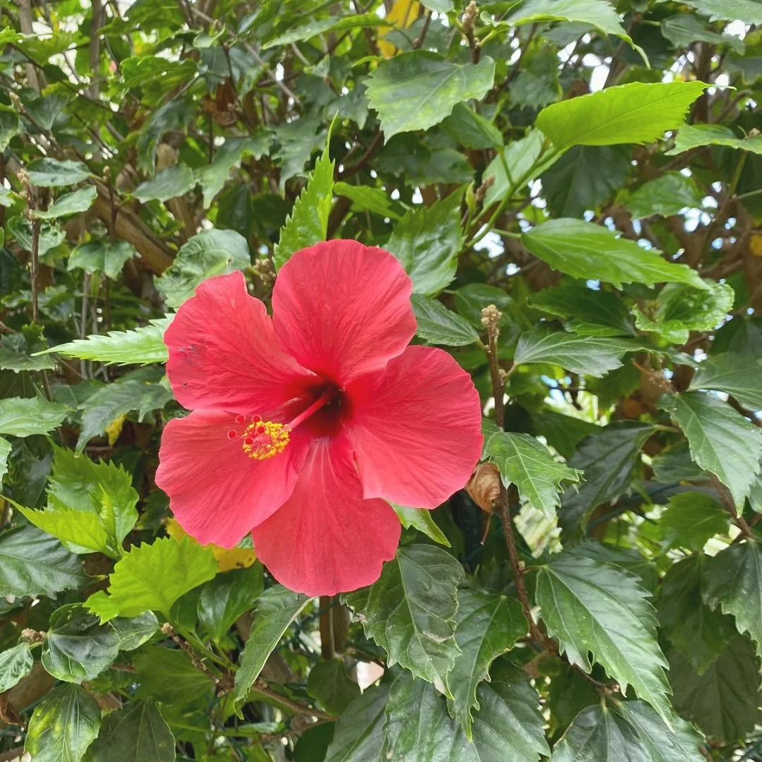 flor de hibisco 🌺

adem&aacute;s de ser hermosas, estas flores tienen un mont&oacute;n de beneficios
✧ ricas en antioxidantes
✧ apoyan la salud del h&iacute;gado y el sistema inmune
✧ ayudan a la digesti&oacute;n
✧ desde la perspectiva ayurv&eacute;