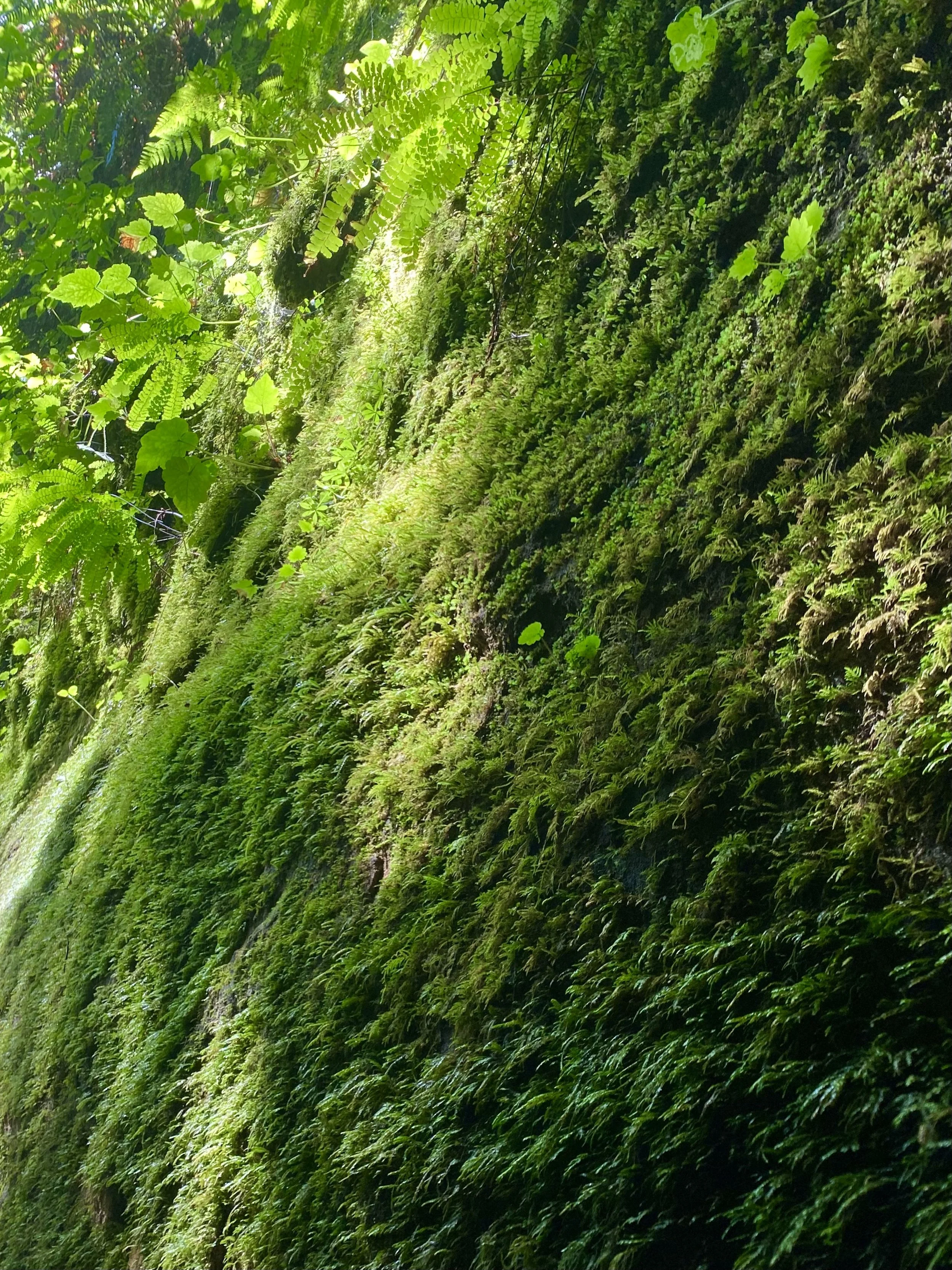 Close-up of a moss-covered rock wall with green foliage and ferns overhead in a lush forest.