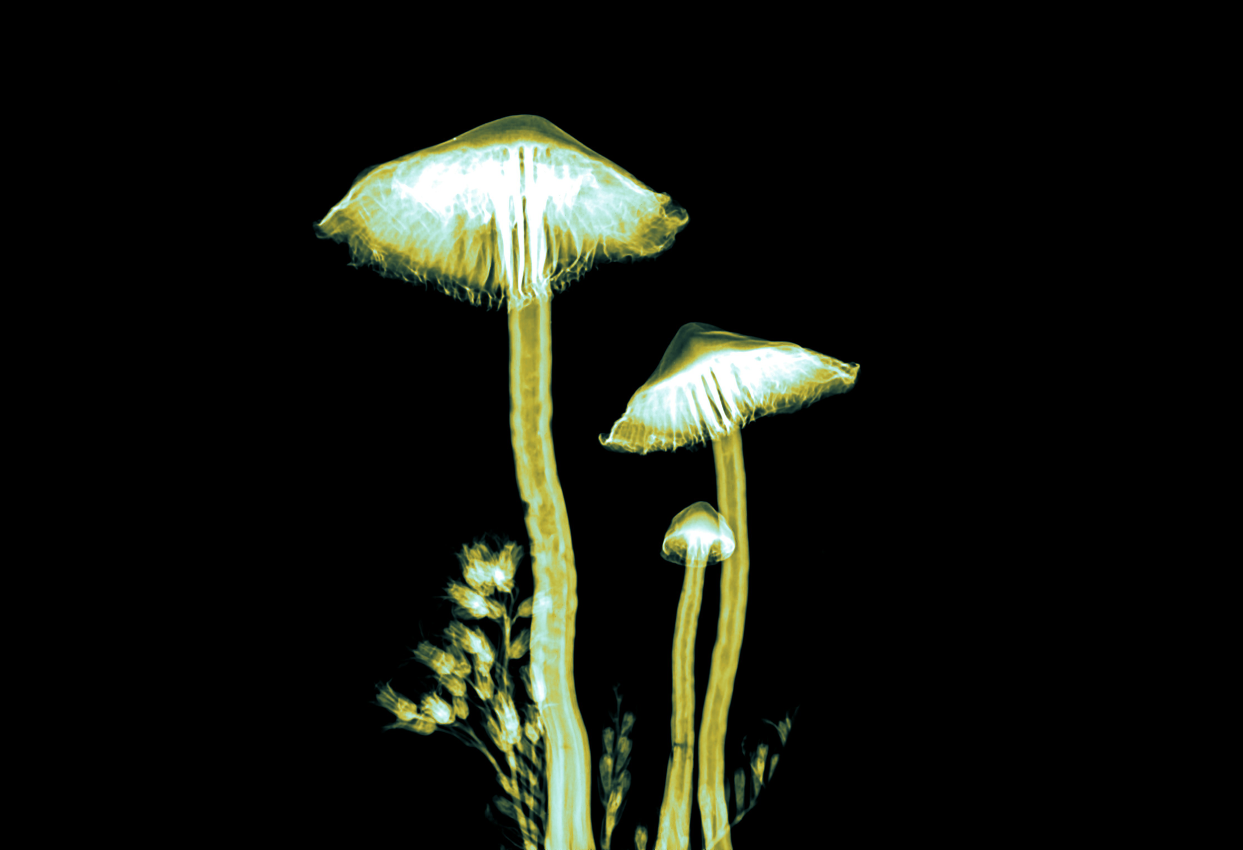 X-ray image of four mushrooms with tall stems and gills, with some plant-like structures around them.