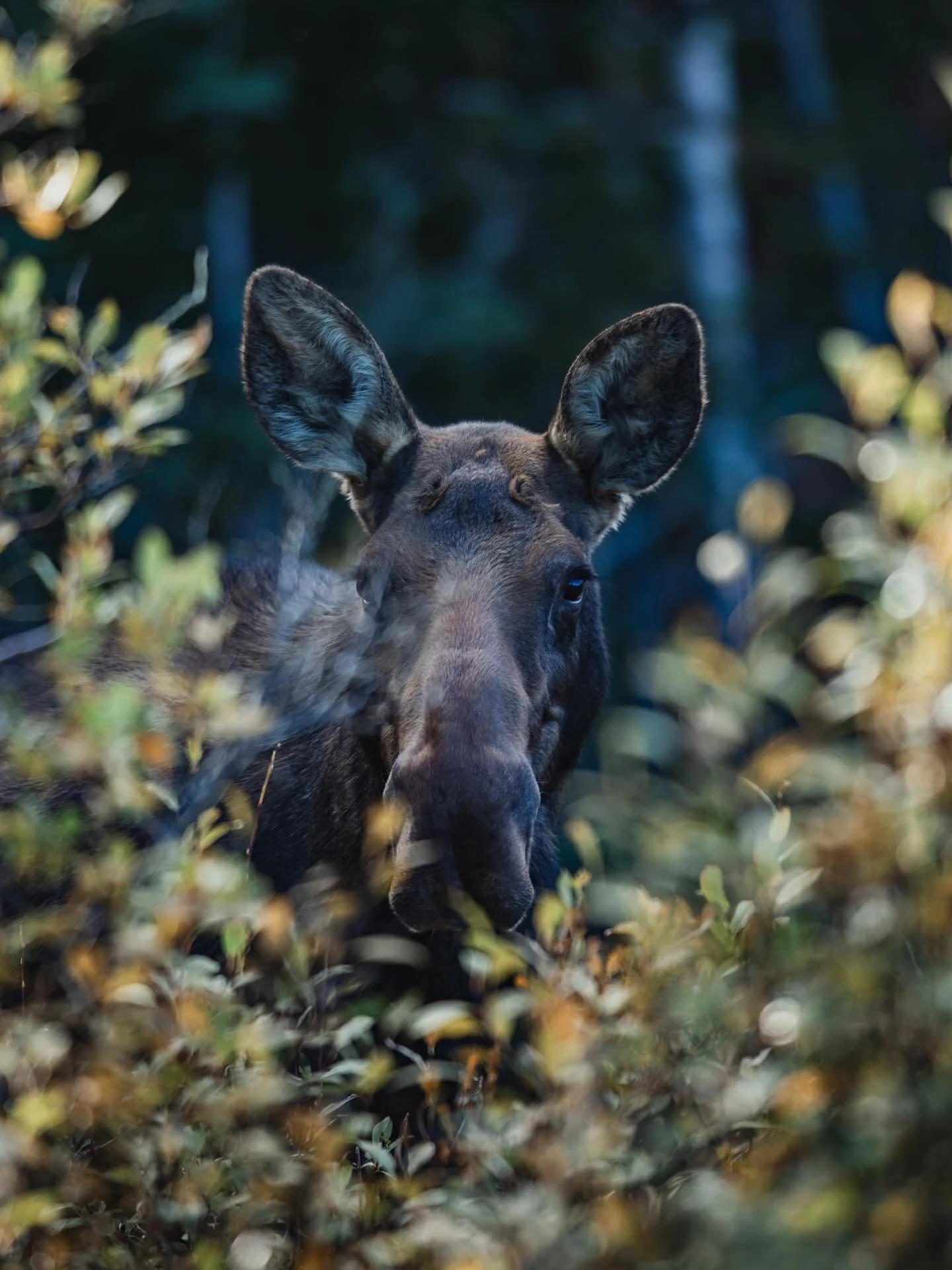 Sometimes the best shoots are the ones you don&rsquo;t plan. Driving through the mountains outside Breckenridge, we saw a crowd and pulled over, sure enough there was a moose. Then someone shouted, &ldquo;Look out, there&rsquo;s another one behind yo