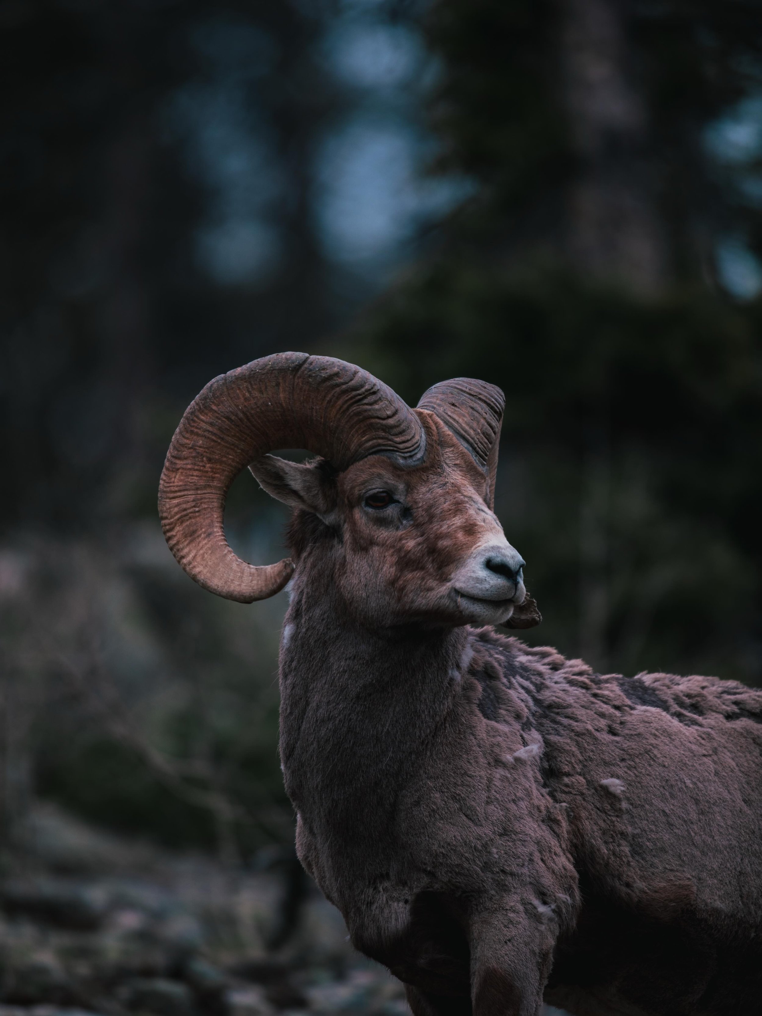 Colorado doesn&rsquo;t even feel real sometimes. Rounded a corner on Coal Bank Pass and found these guys. And a lil moose outside Silverton.
@colorado #ColoradoWildlife #BighornSheep #ColoradoPhotography