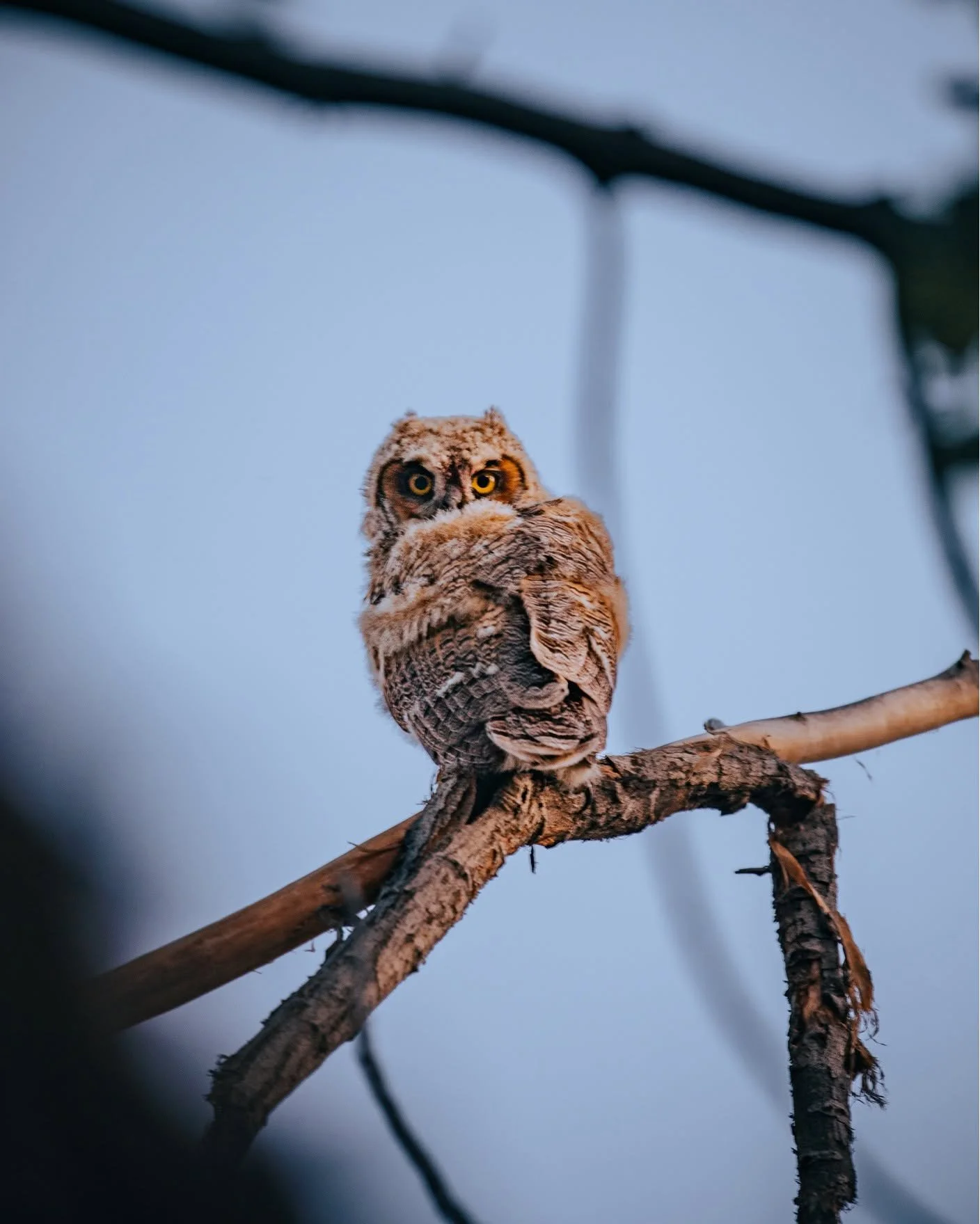 Beautiful juvenile Great Horned Owls along the Riverfront Trail in #GrandJunctionCO #ColoradoWildlife