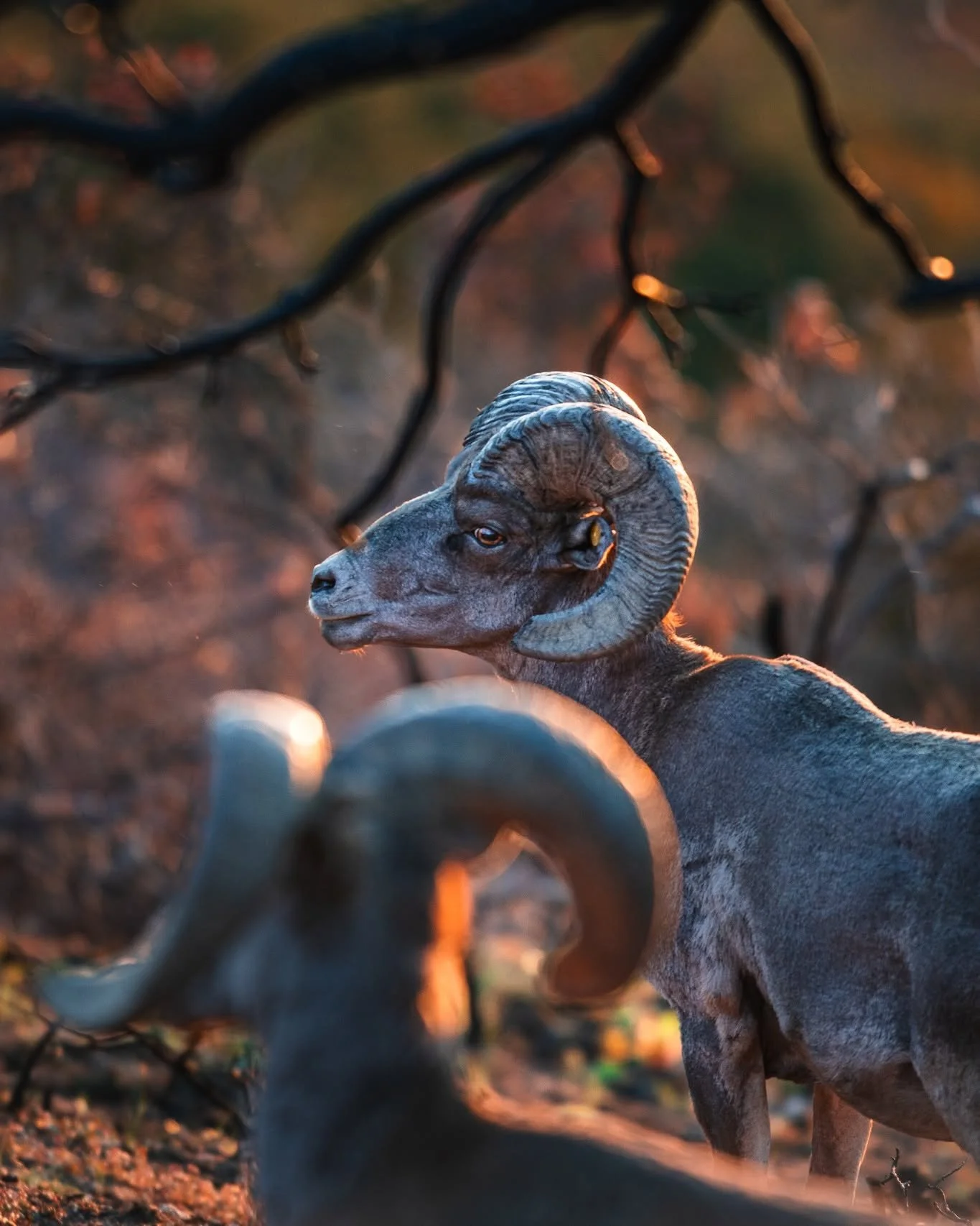 Beautiful #BigHornSheep in #BlackCanyon and a sweet lil lamb on the #ColoradoNationalMonument