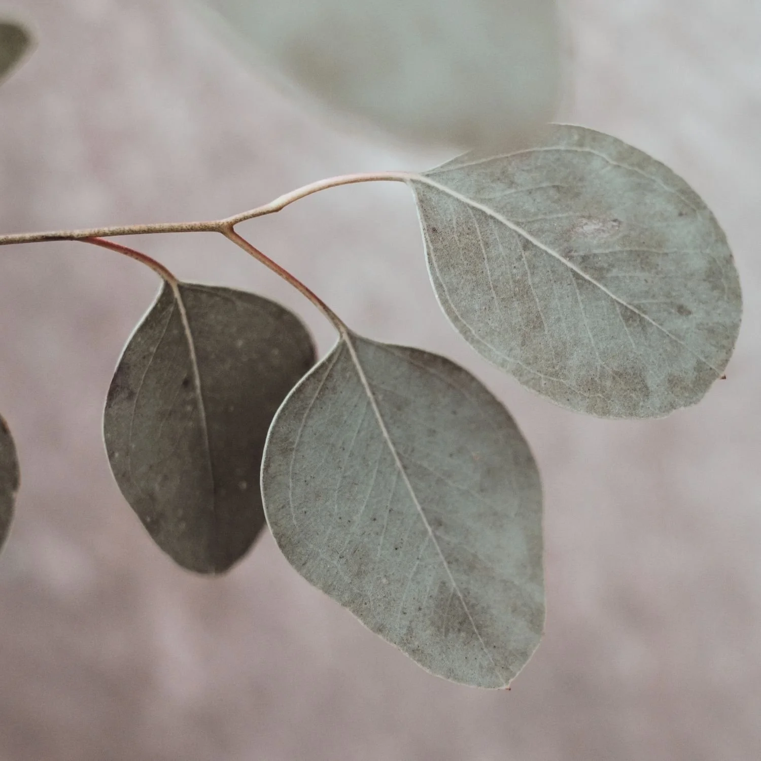 Close-up of a branch with four grayish-green leaves against a soft, blurred background.