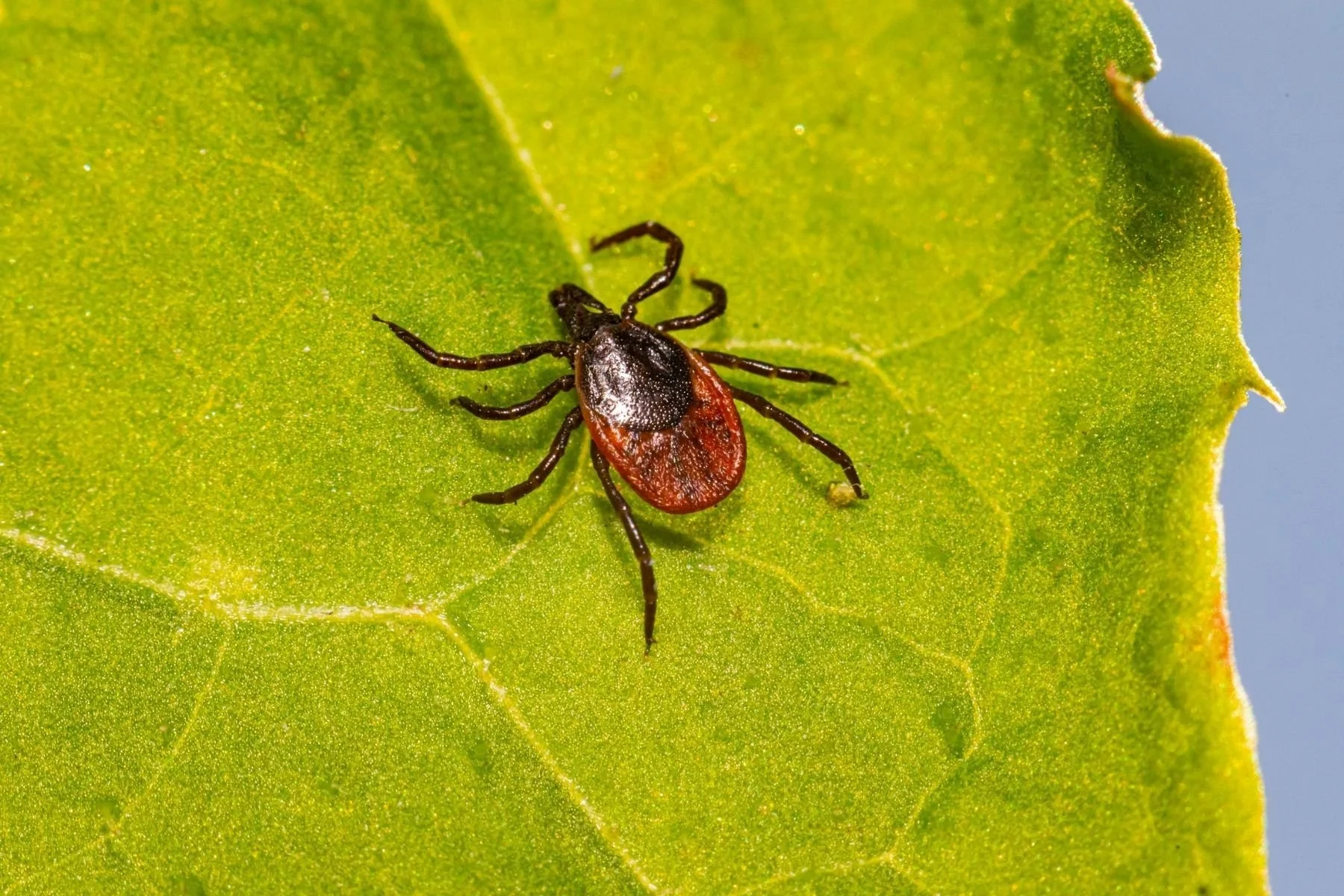 How to Heal Lyme Disease Without Antibiotics 