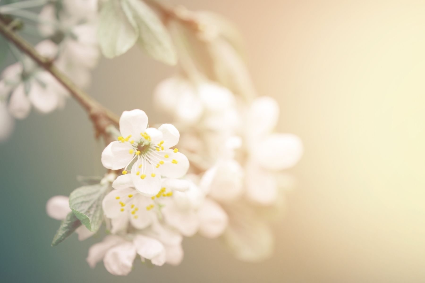 Close-up of white blossoms on a branch with a soft-focus background and warm light.