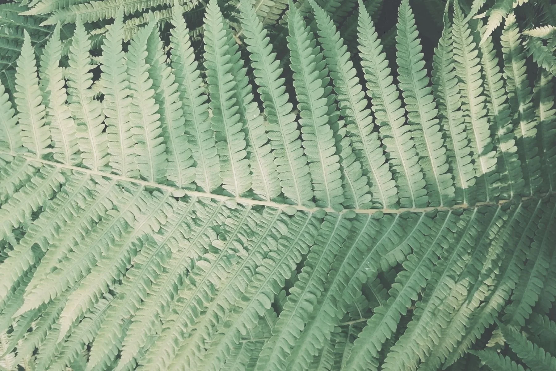 Close-up of green fern leaves showing intricate leaf patterns and veins.