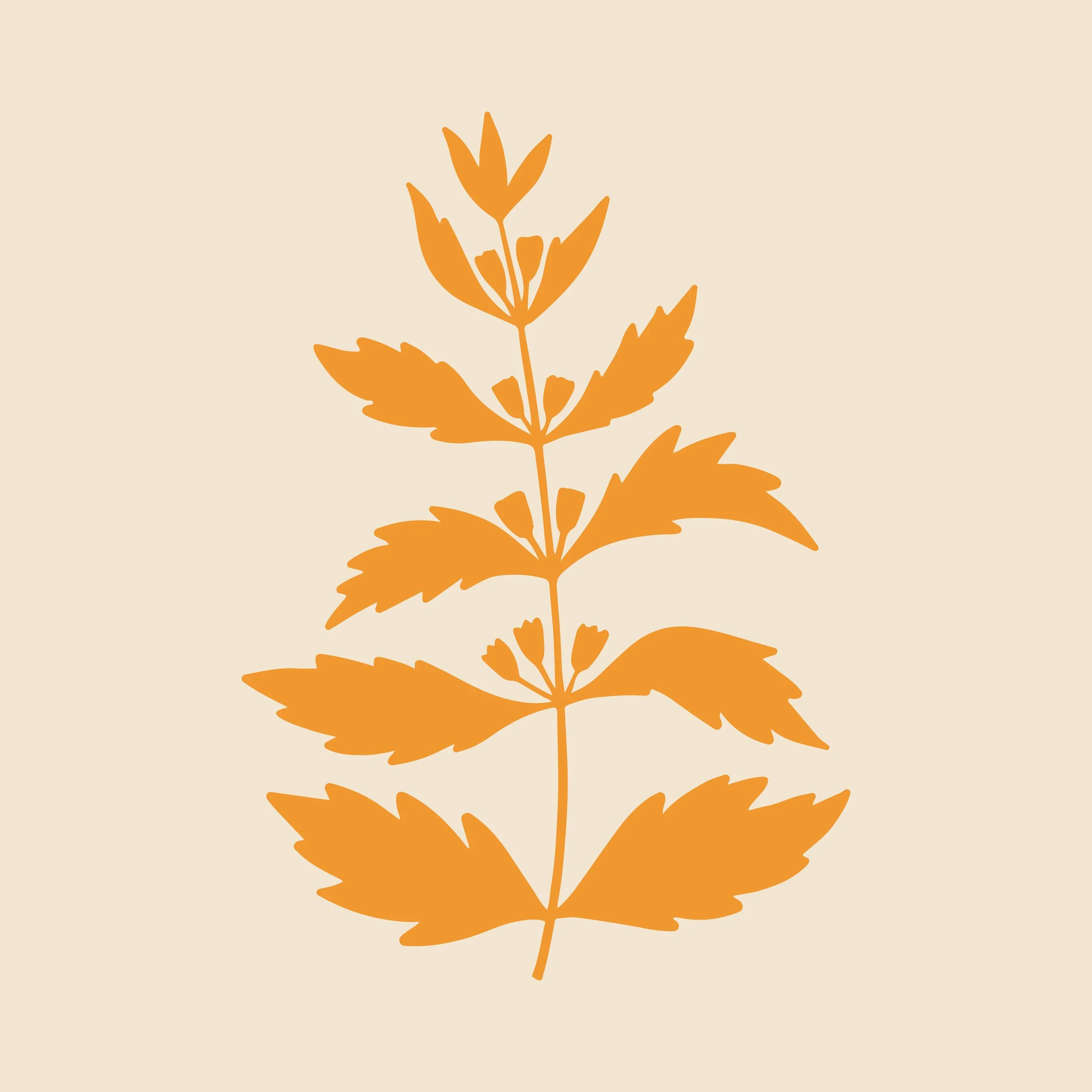 Marunde-icon-motherwort.jpg