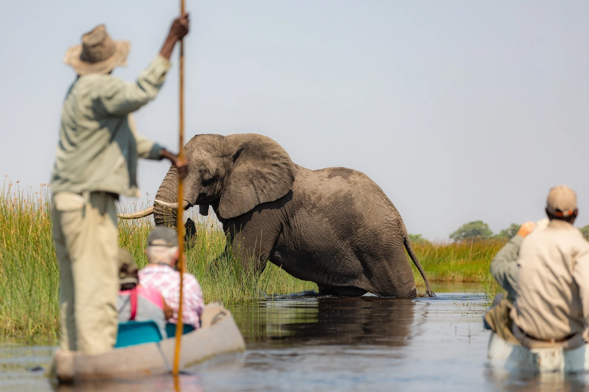Tourists on a mokoro safari in the Okavango Delta of Botswana observe a wild elephant crossing shallow waters, showcasing an authentic African wilderness adventure by Orange Moon Travel.