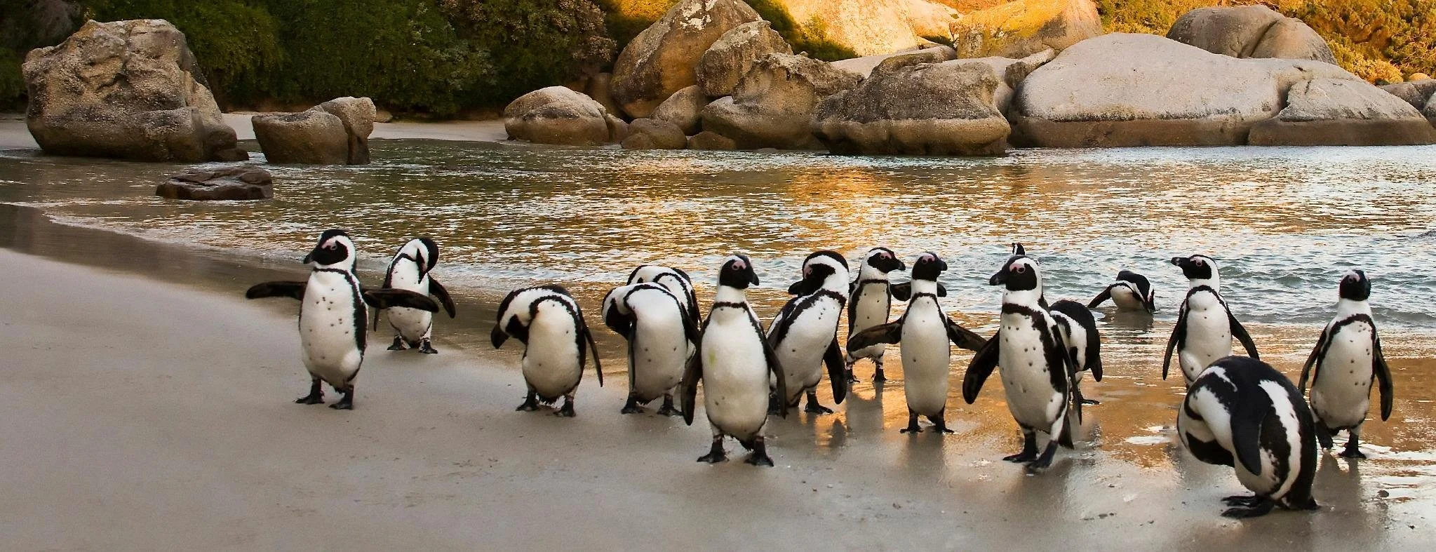 Penguin Cape Coast