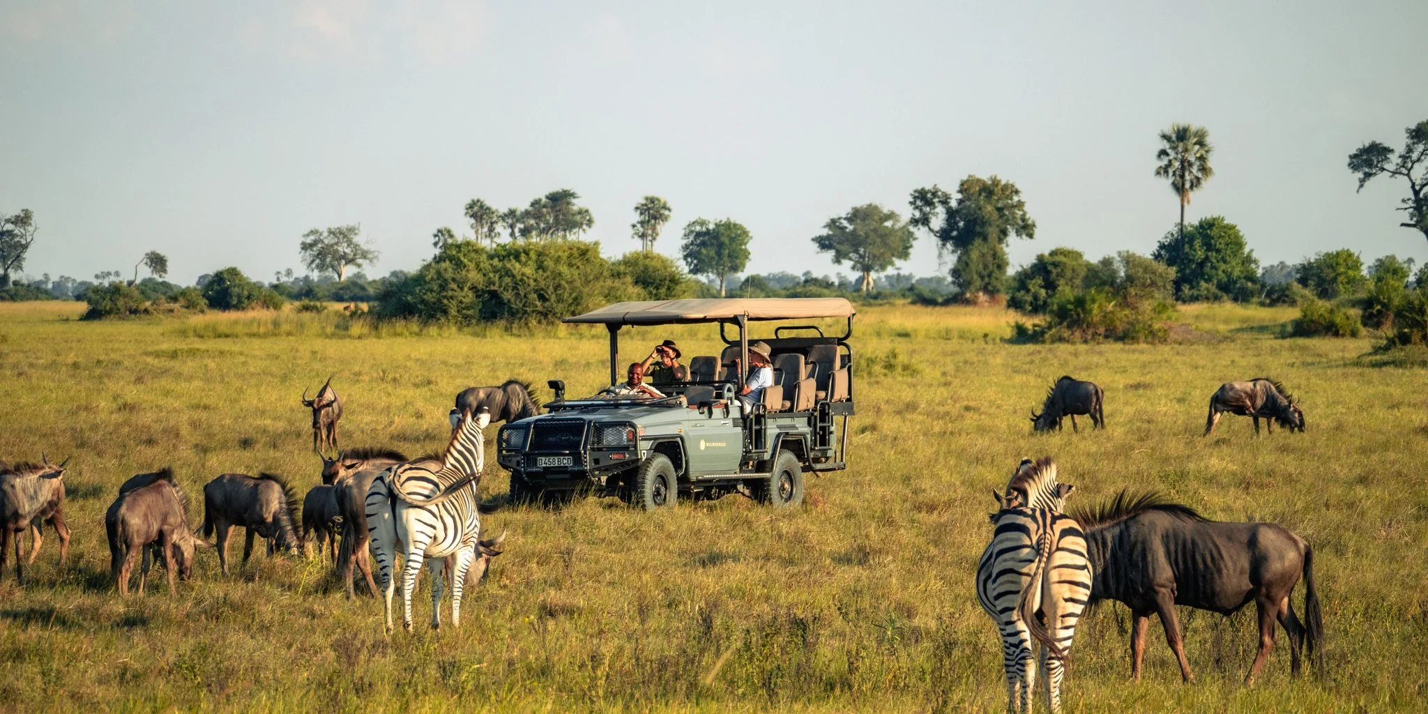 Safari vehicle surrounded by zebras and wildebeest in the Okavango Delta, Botswana, capturing the essence of an authentic African wildlife adventure by Orange Moon Travel.