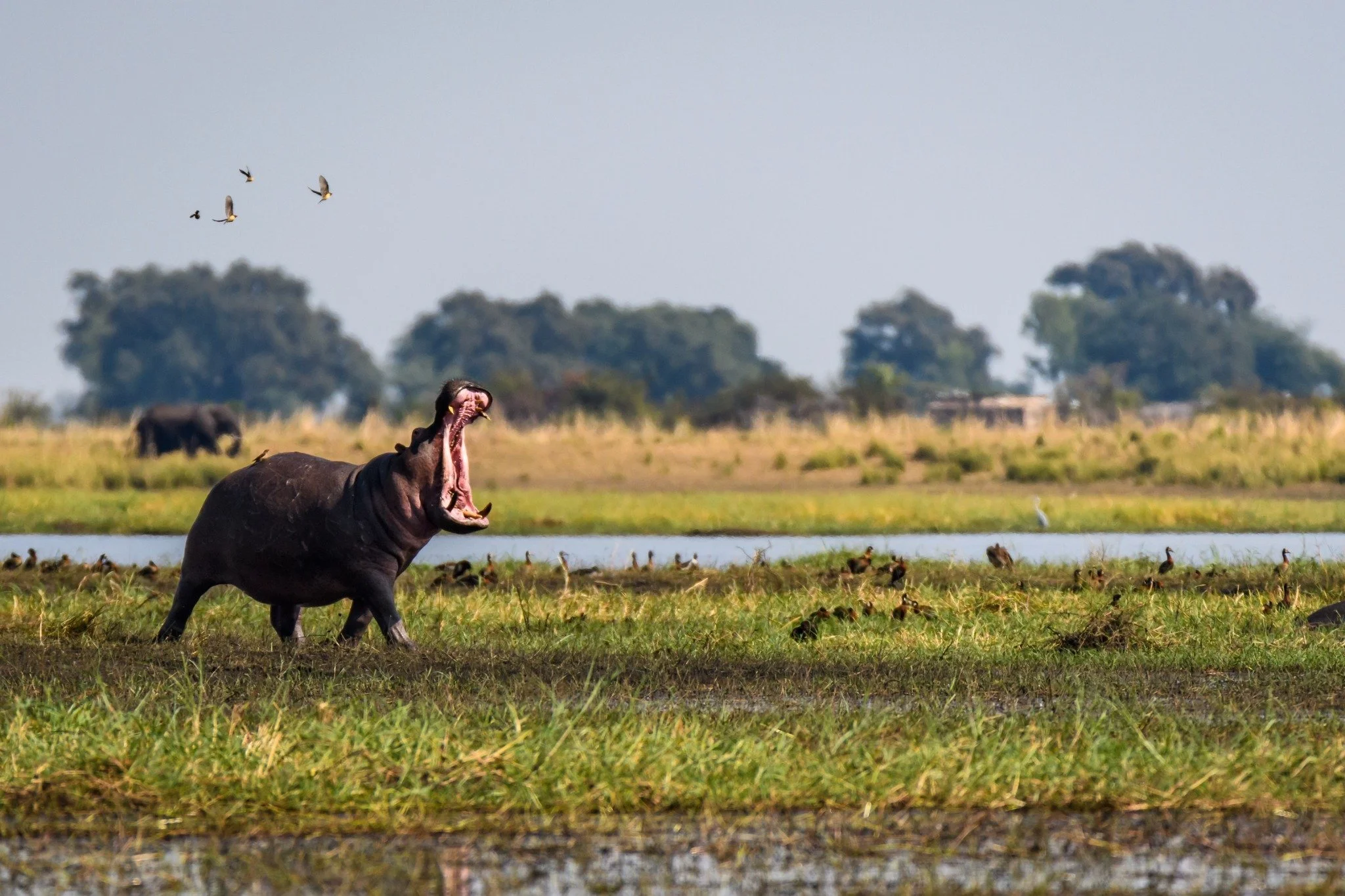 A powerful hippopotamus yawning wide in the Chobe River floodplains of Botswana, surrounded by birds and lush wetland scenery, captured in the wild by Orange Moon Travel.
