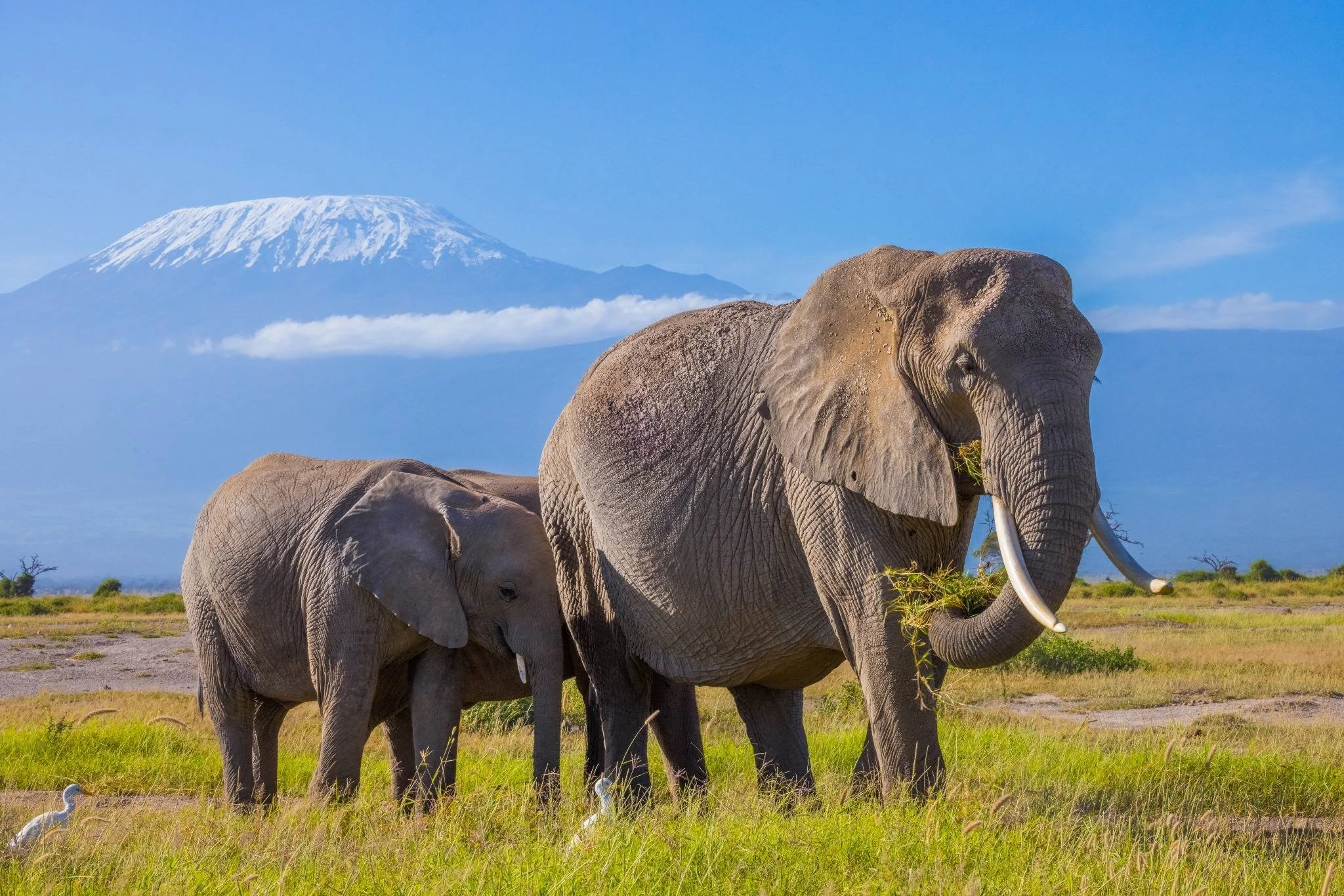 Elephant family grazing in Amboseli National Park with Mount Kilimanjaro in the background, showcasing iconic wildlife and landscapes of Kenya by Orange Moon Travel.