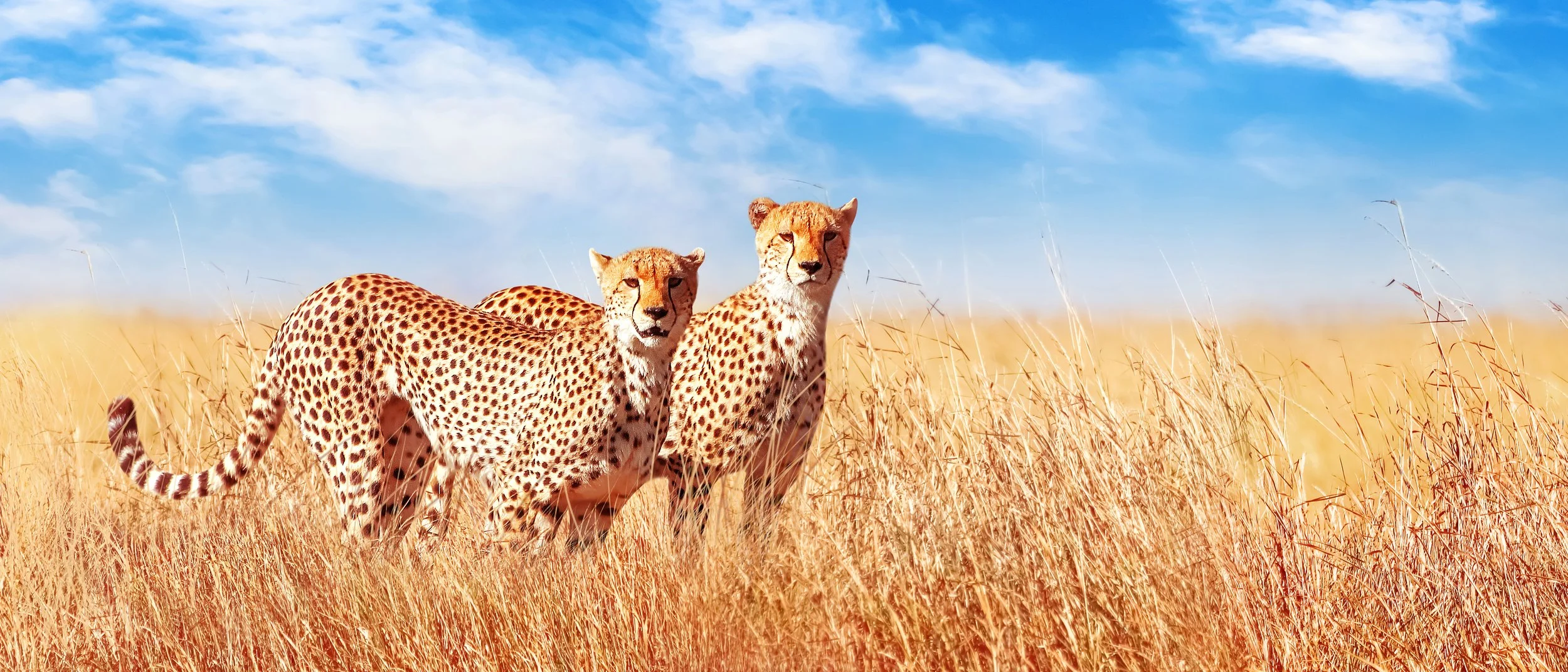 Two cheetahs standing alert in the golden savannah grasslands of Serengeti National Park in Tanzania under a bright blue sky, captured in a stunning wildlife safari moment by Orange Moon Travel.