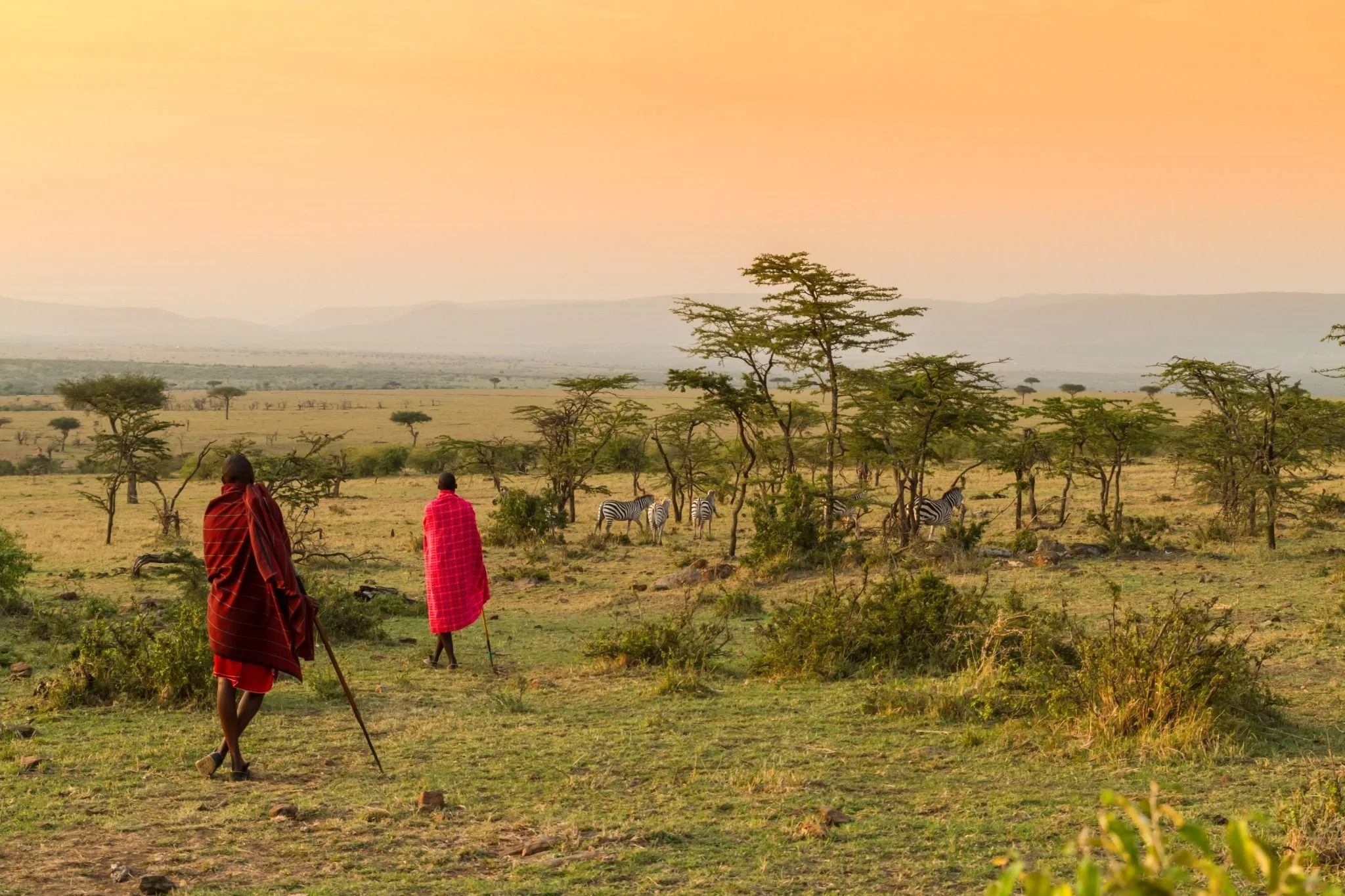 Two Maasai tribesmen walking through the savannah at sunset with zebras in the distance, showcasing cultural bush walk experiences in Kenya by Orange Moon Travel.