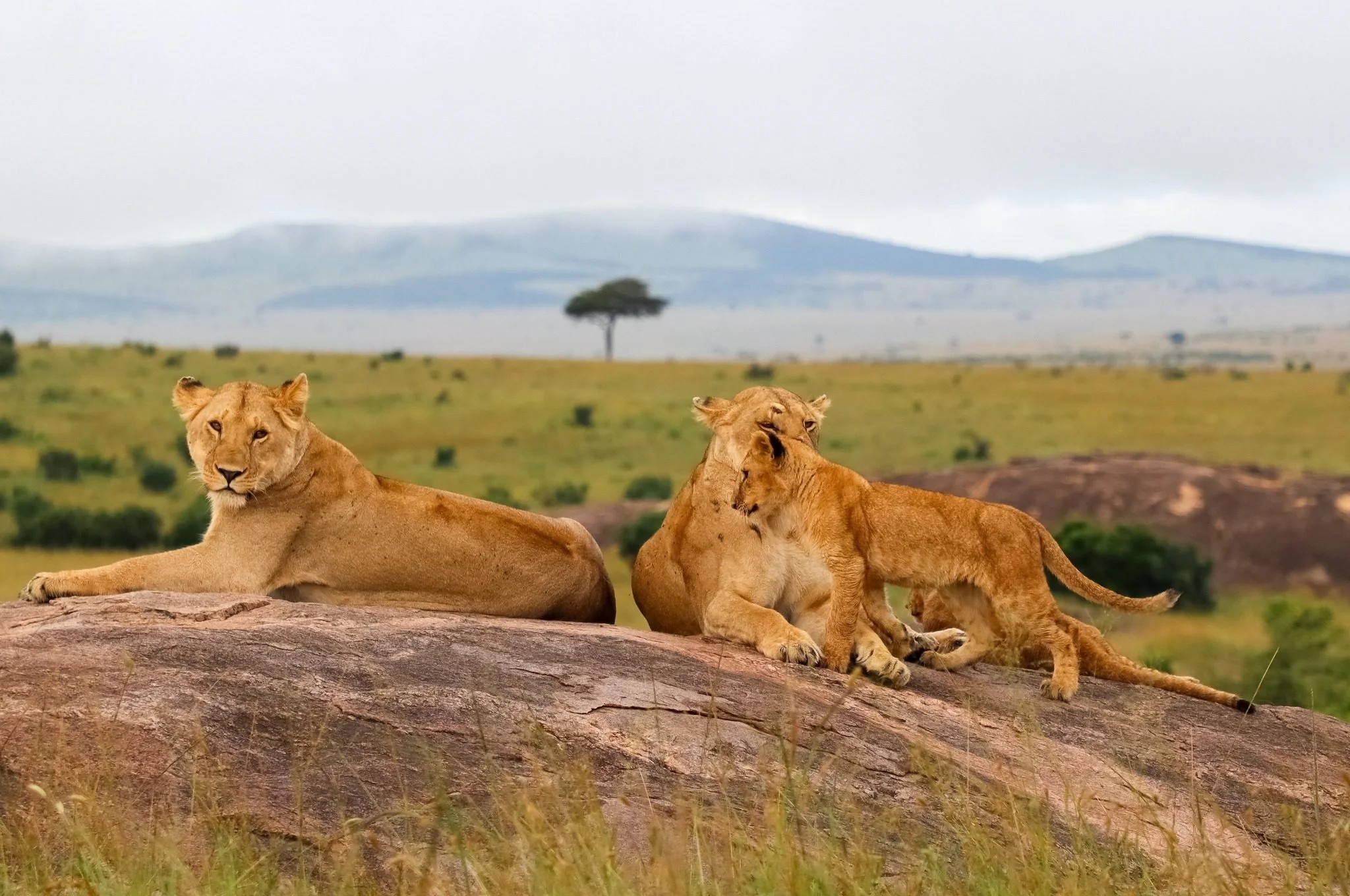 A lioness relaxing on a rock while playful cubs interact in the Masai Mara National Reserve, Kenya, showcasing the intimate beauty of a safari experience by Orange Moon Travel.