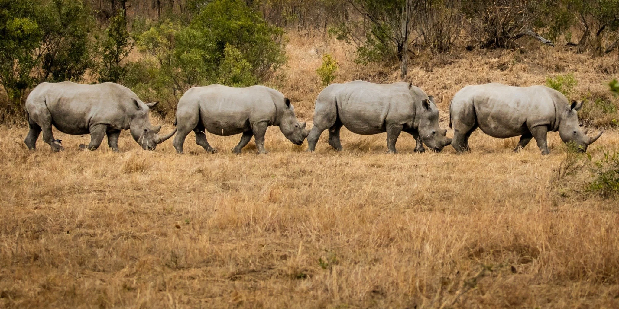 rhino-herd-kruger-south-africa-orange-moon-travel.jpg
