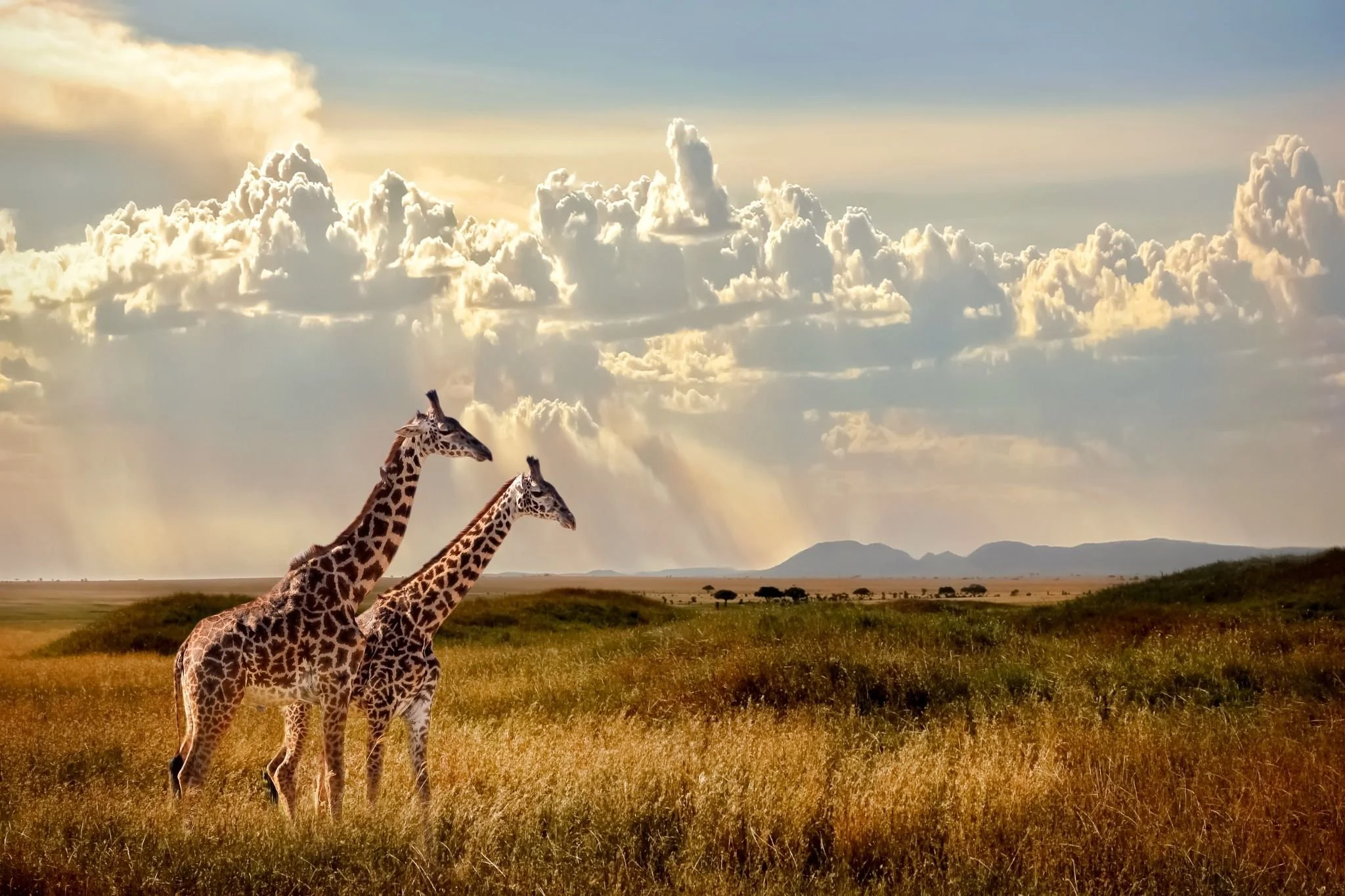 Two giraffes walking gracefully in the golden grasslands of Serengeti National Park, Tanzania, under dramatic sunset skies, captured in a cinematic safari scene by Orange Moon Travel.