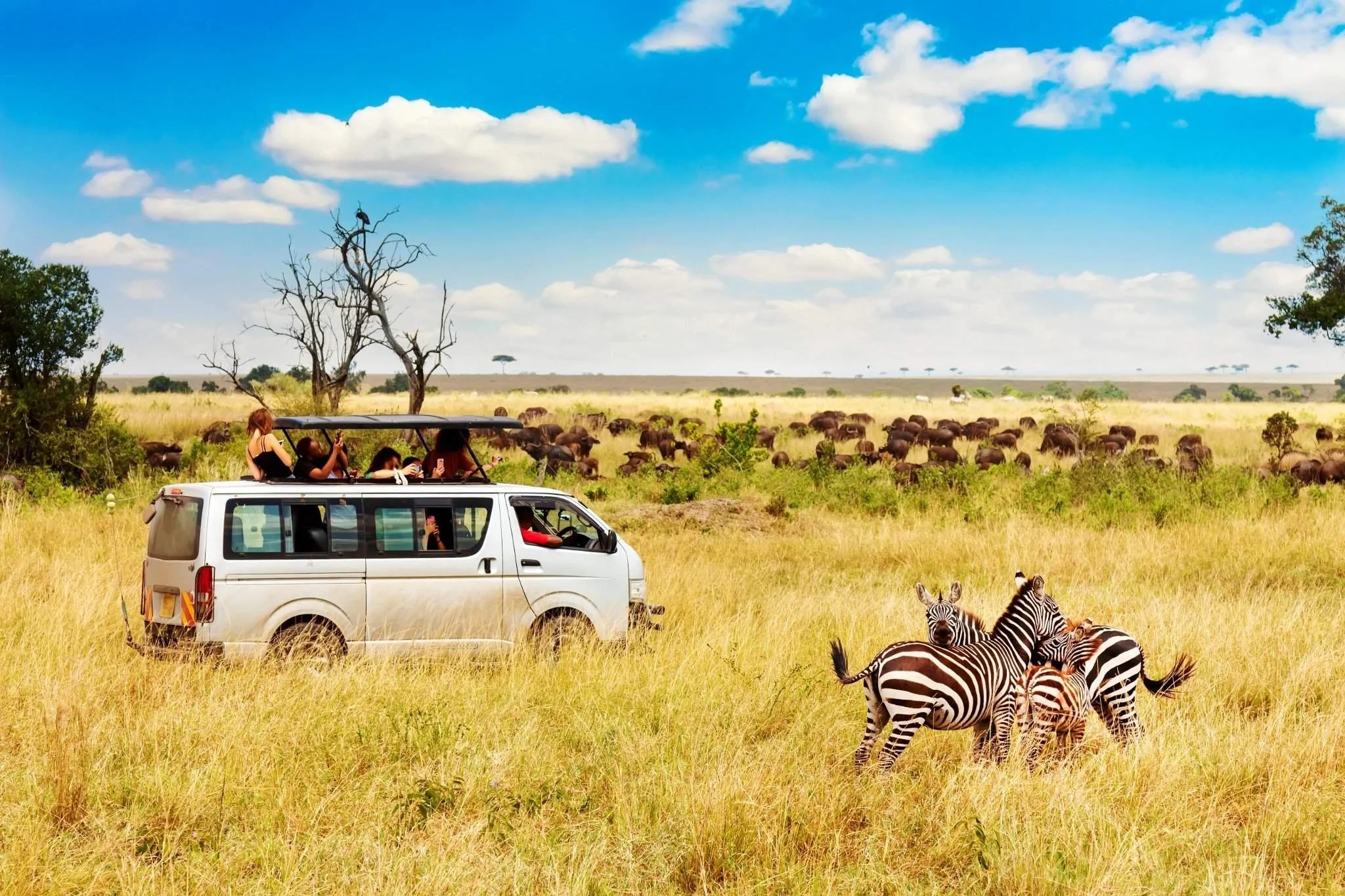 Tourists on safari van observing zebras in Masai Mara National Park, Kenya